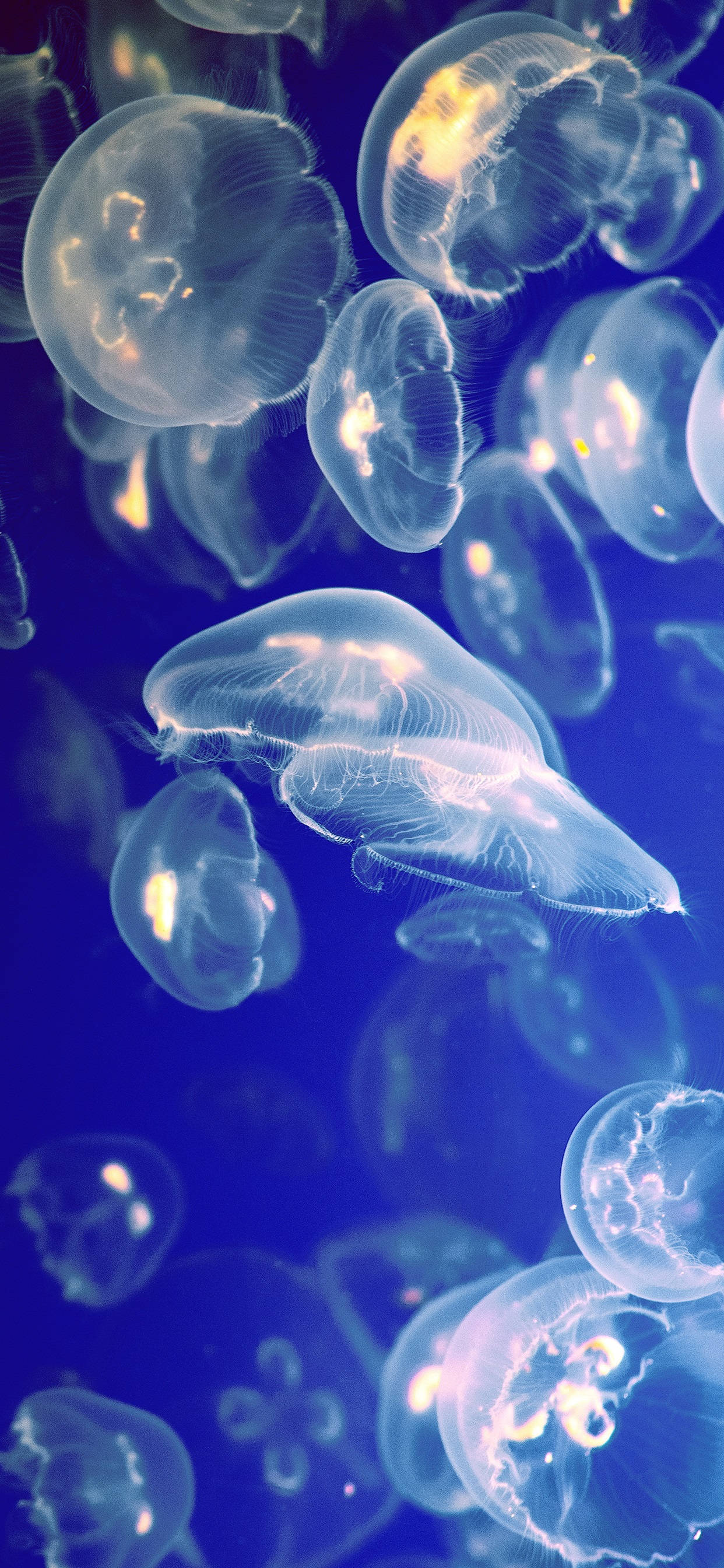 iPhone X Original Banc de Meduza Fundal