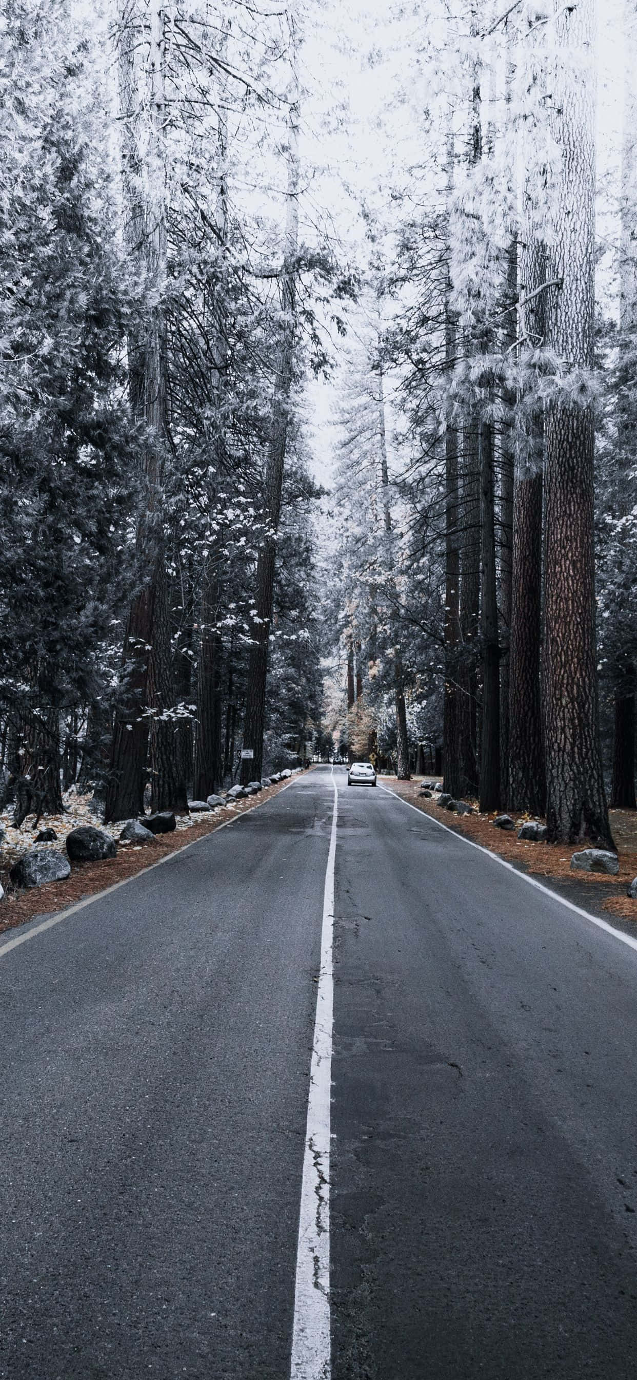 iPhone Xs Max Apple Background Pine Trees Snow Fundal
