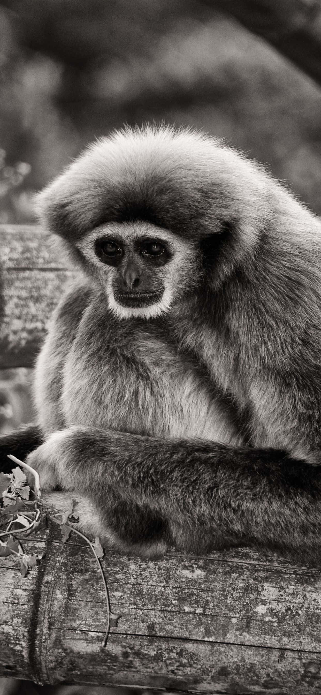 iPhone Xs Max cu un gibbon portocaliu strălucitor pe fundal