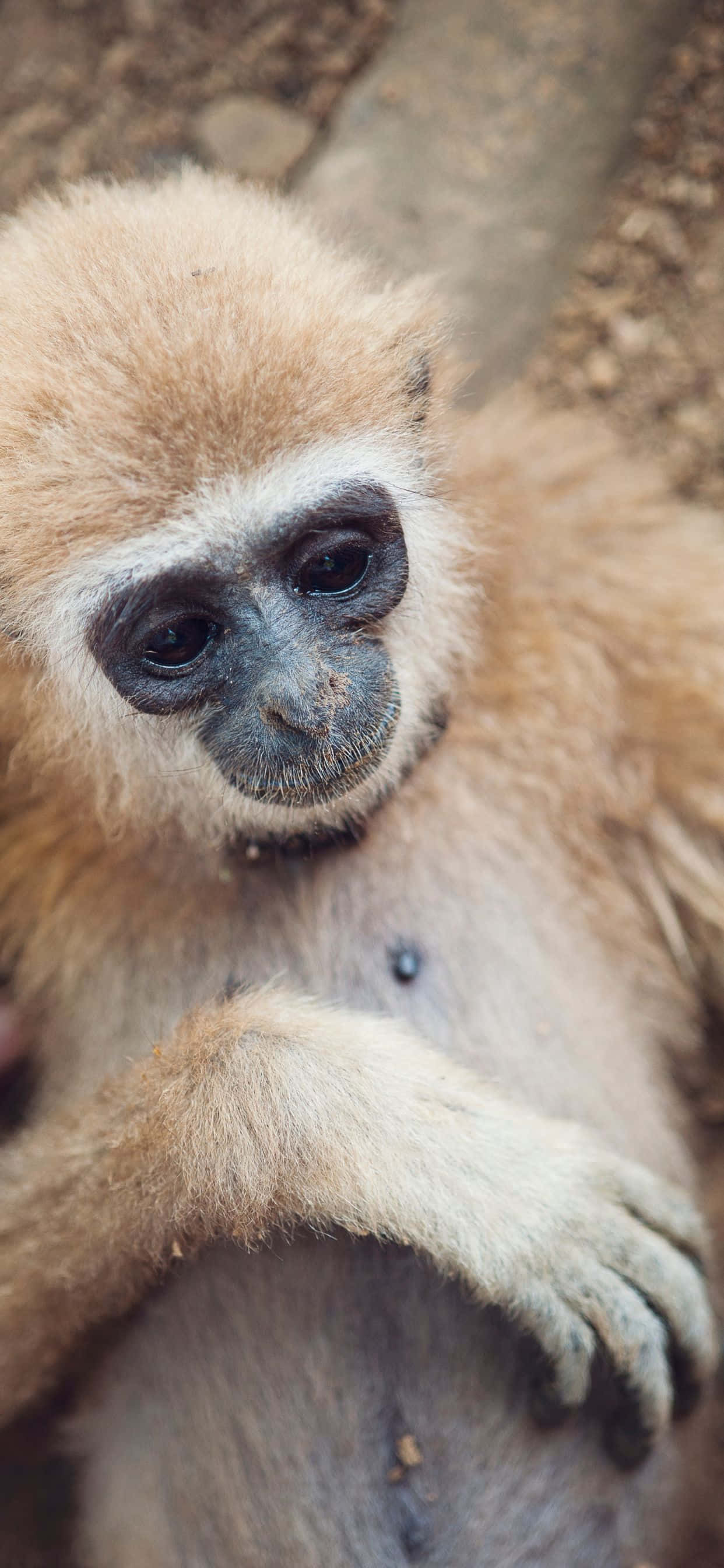 iPhone Xs Max Gibbon extrem de versatil te ține conectat oricând și oriunde. Fundal