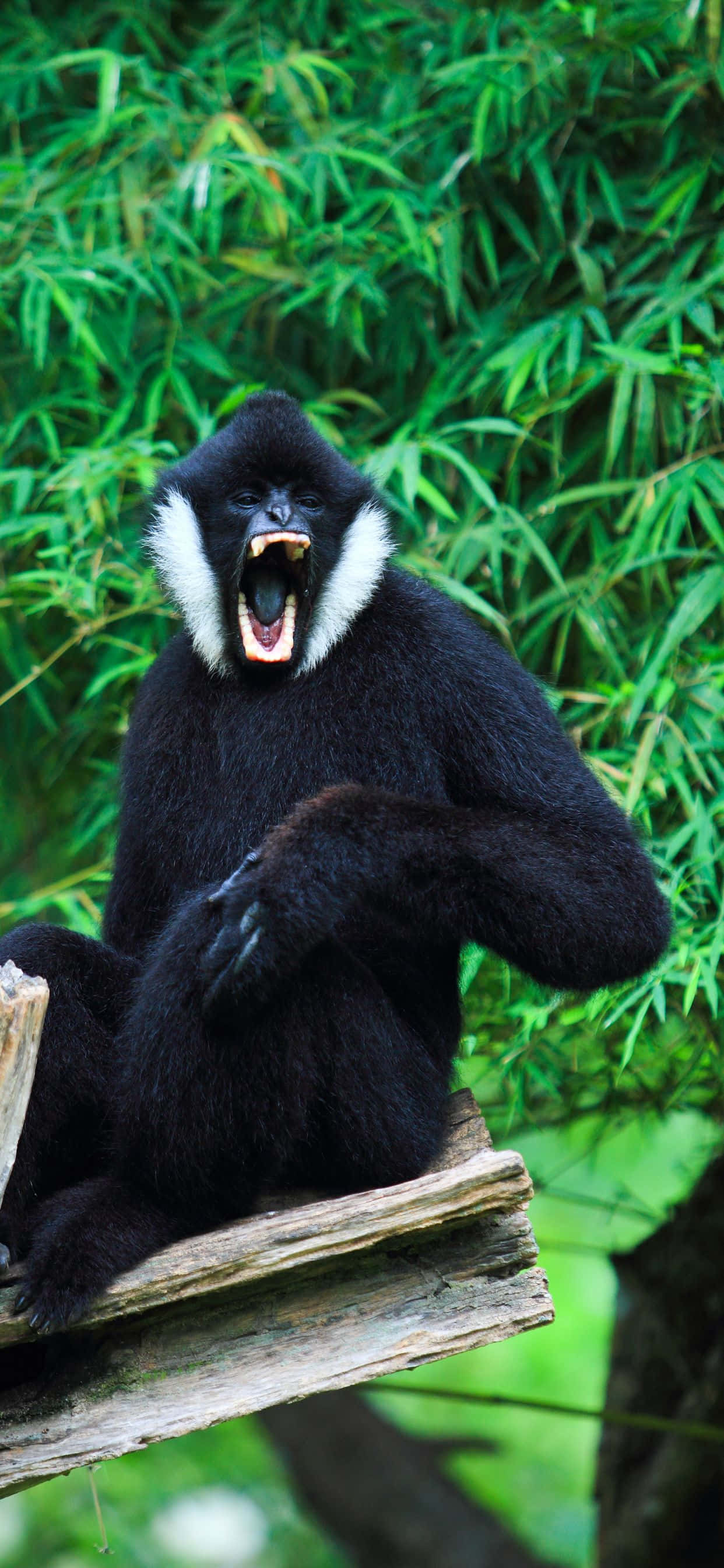 iPhone Xs Max Gibbon - Un Dispozitiv cu Stil & Substanză Fundal