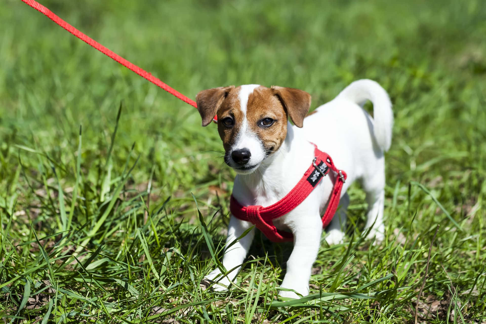 Jack Russell Terrier câine mic în ham imagine Fundal
