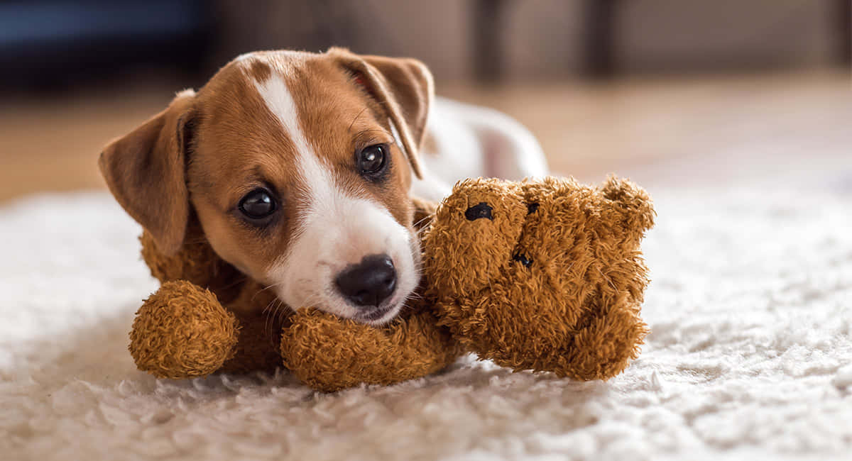 Jack Russell Terrier căței mici cu ursuleț de plush Fundal