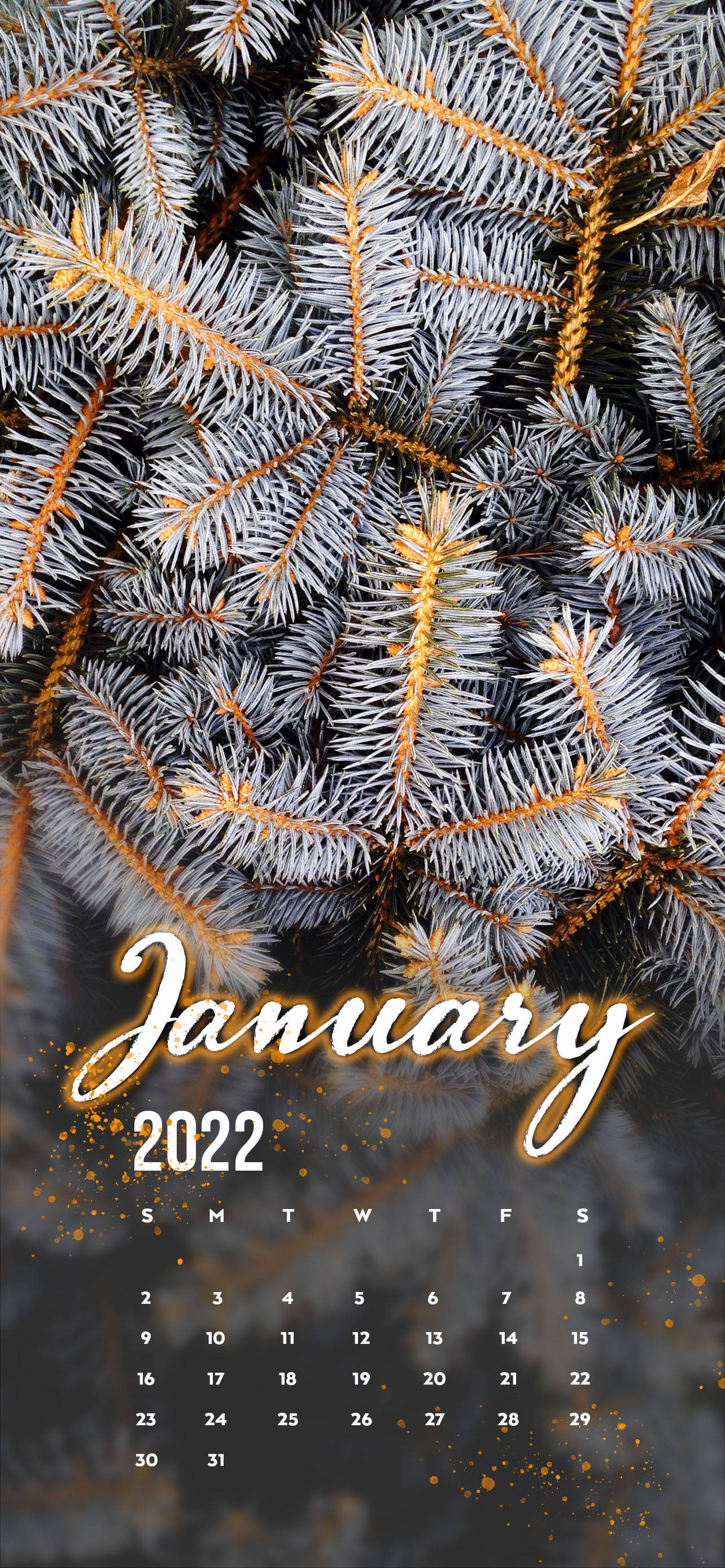 January 2022 White Pine Tree Fundal