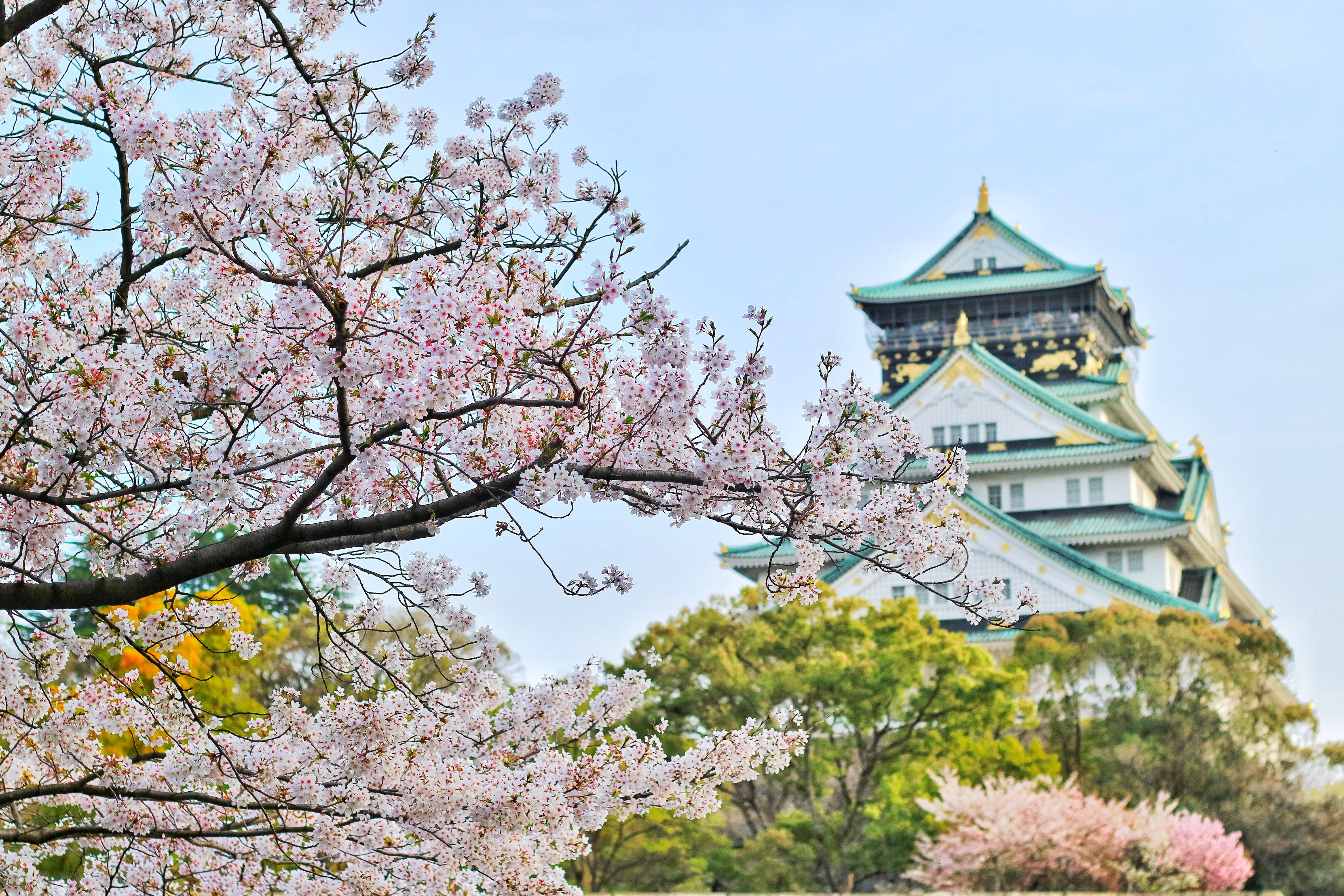 Japonia 4K Castel cu Flori de Cireș Fundal