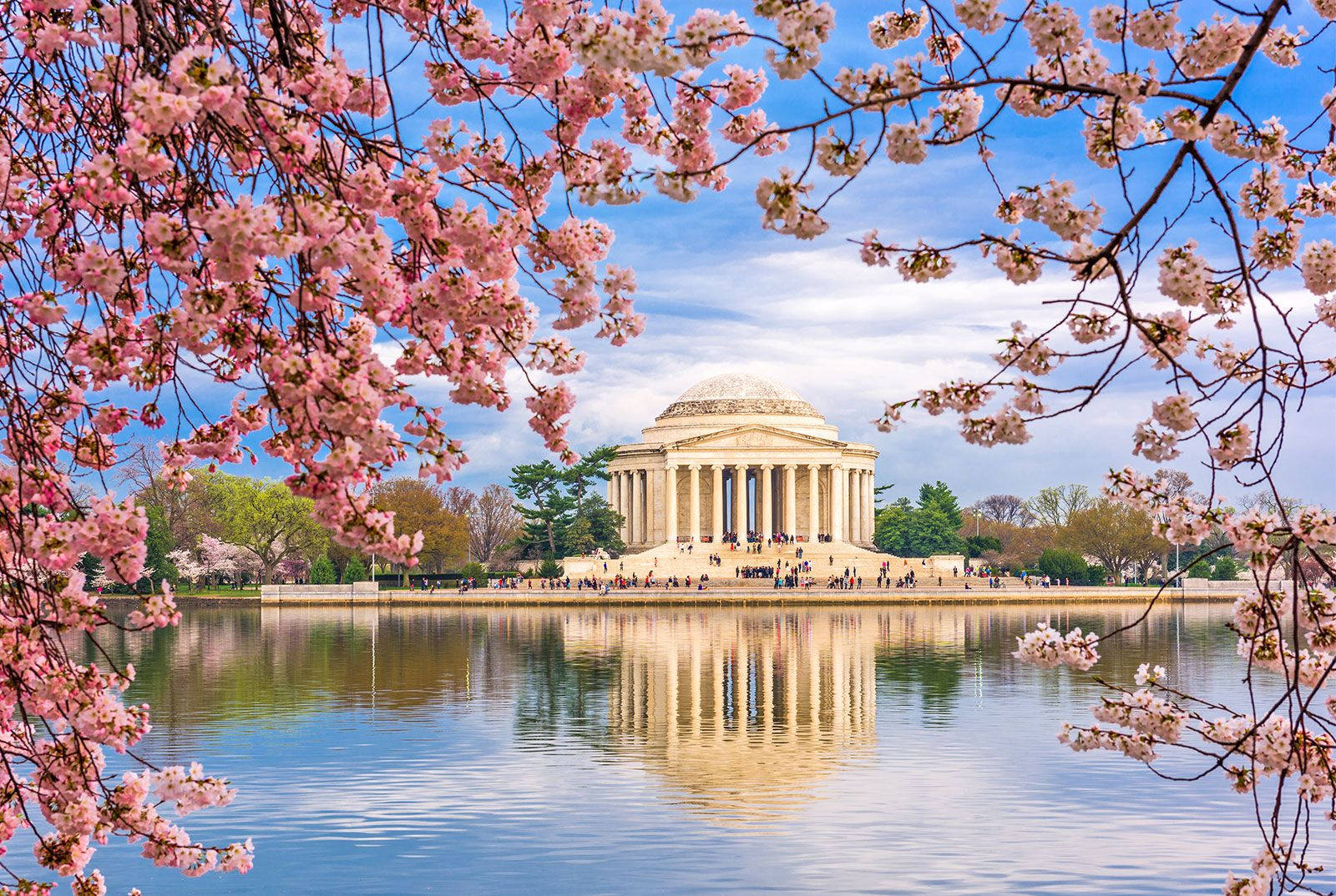 Jefferson Memorial cu cireși înfloriți roz Fundal