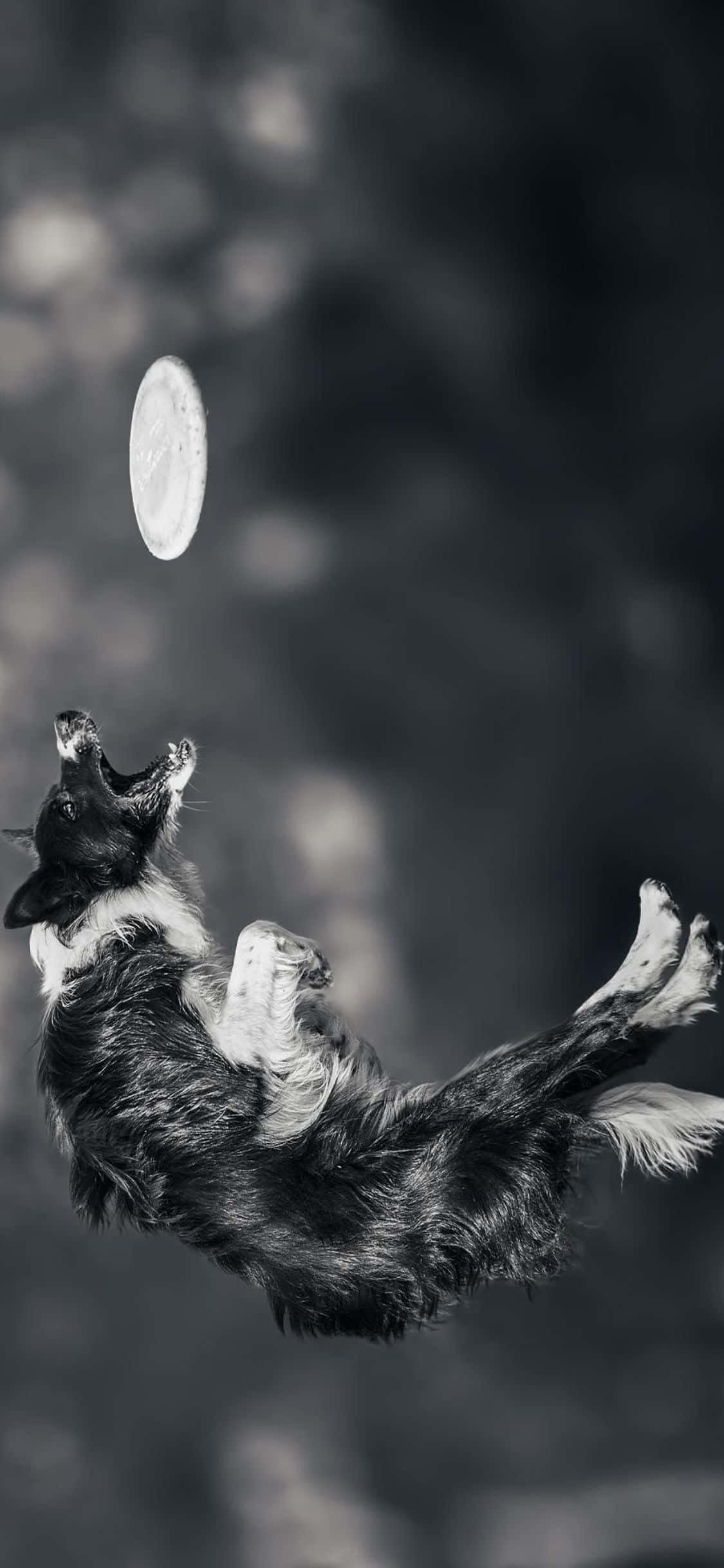 Joacă-te cu prietenii tăi cu acest Frisbee iPhone Xs Fundal