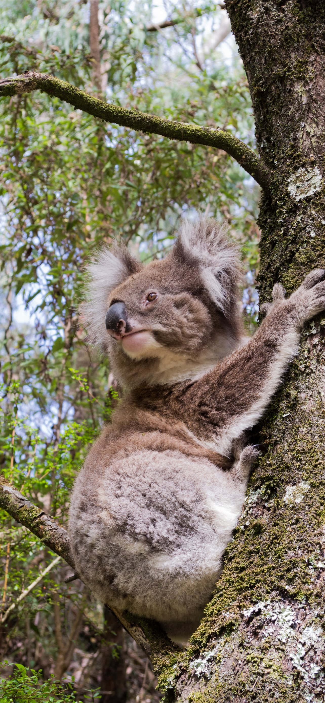 „Koala se bucură de o gustare de la mijlocul zilei” Fundal