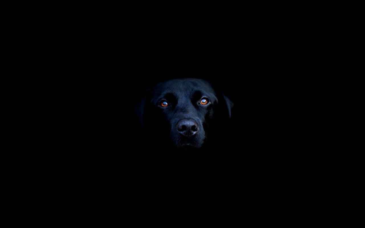 Labrador Negru Tare Fundal