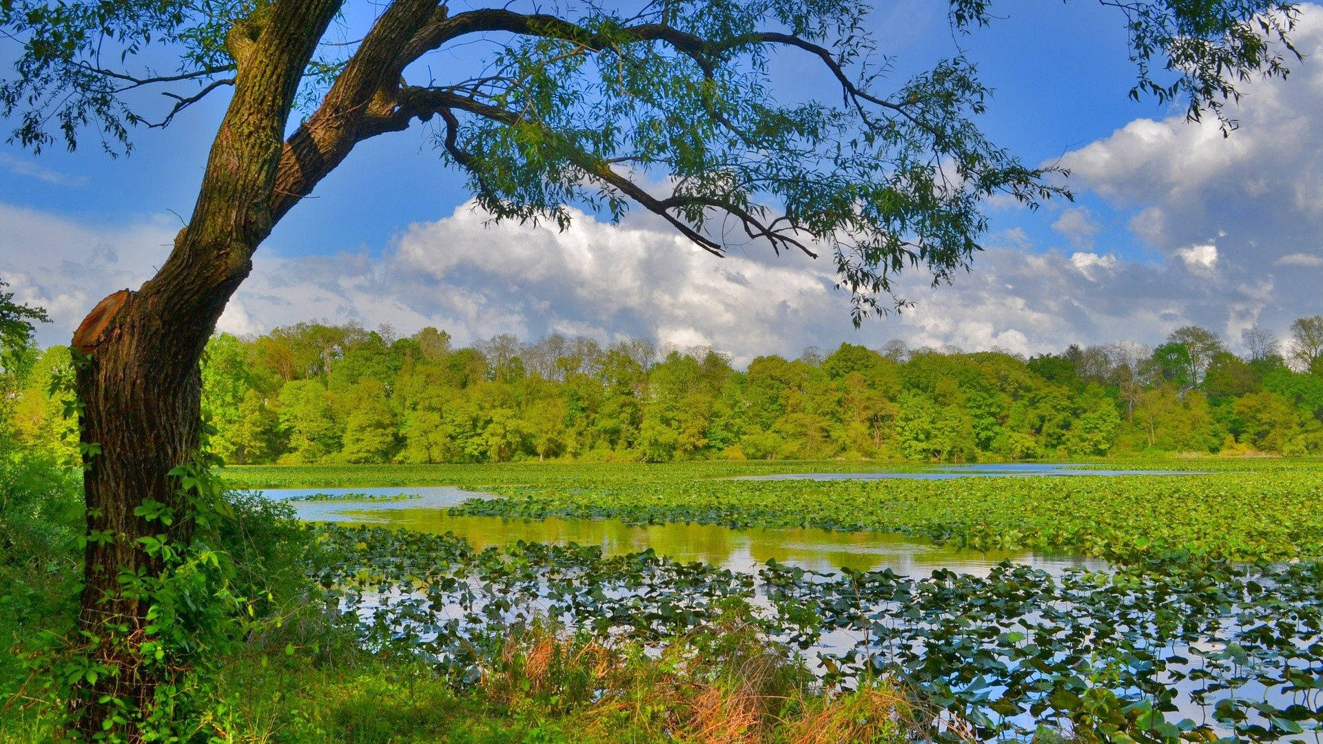 Lac în Pădure Naturală Fundal