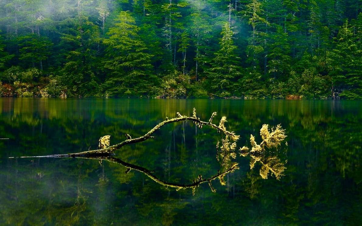 Lac Verde Pădure Oregon Fundal