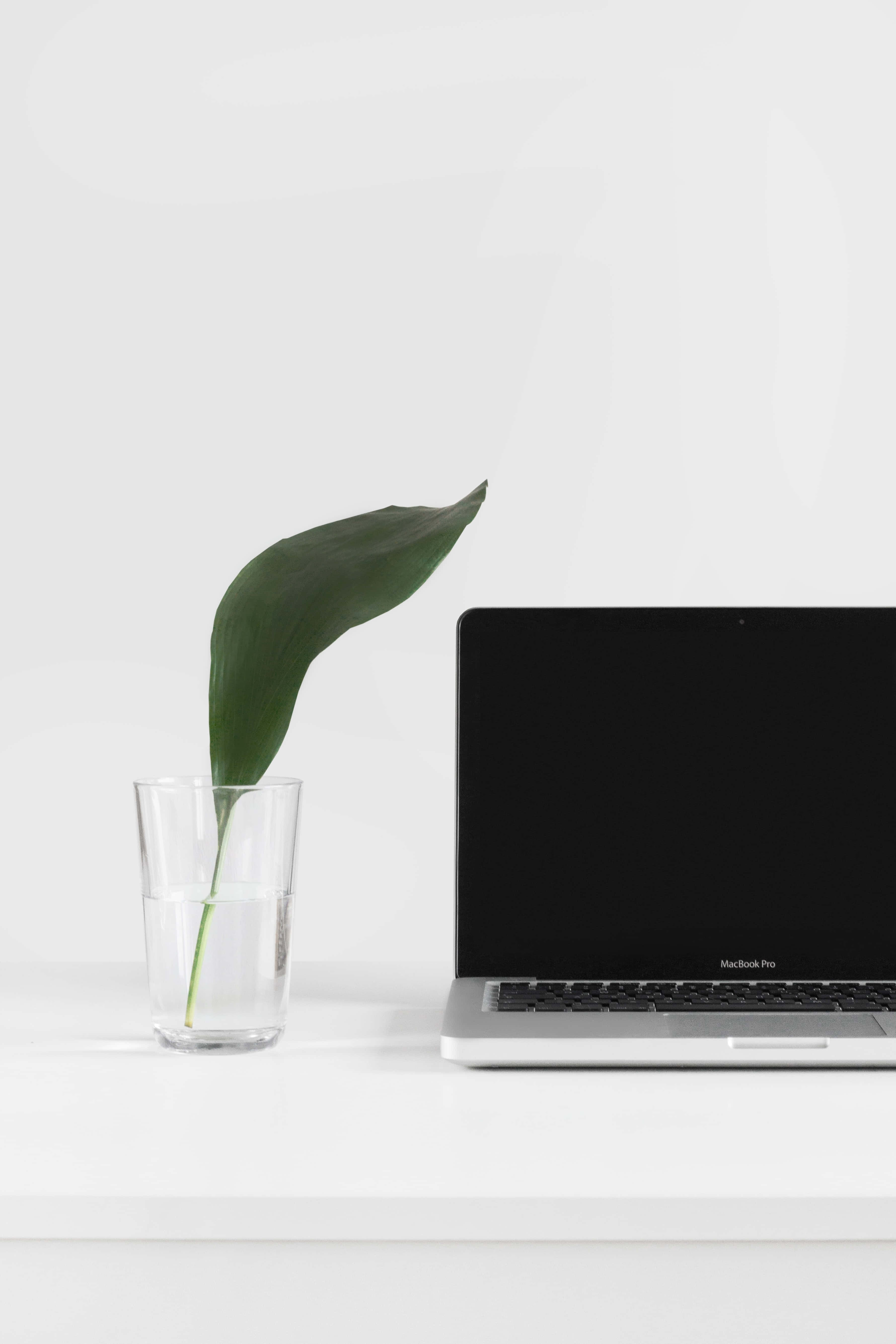 Laptop Computer And Leaf Background Fundal