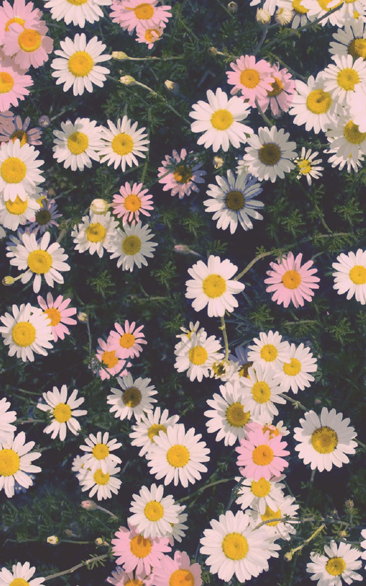 Lasă natura să înflorească în viața ta cu un Flower iPhone. Fundal