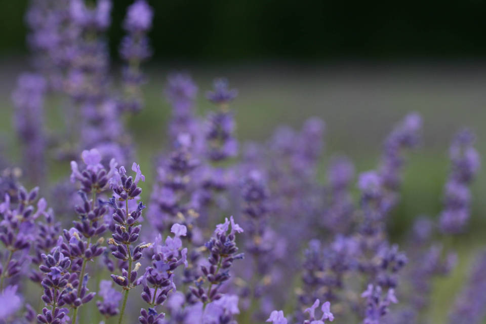 Lavanda Estetică Muguri Violet Fundal