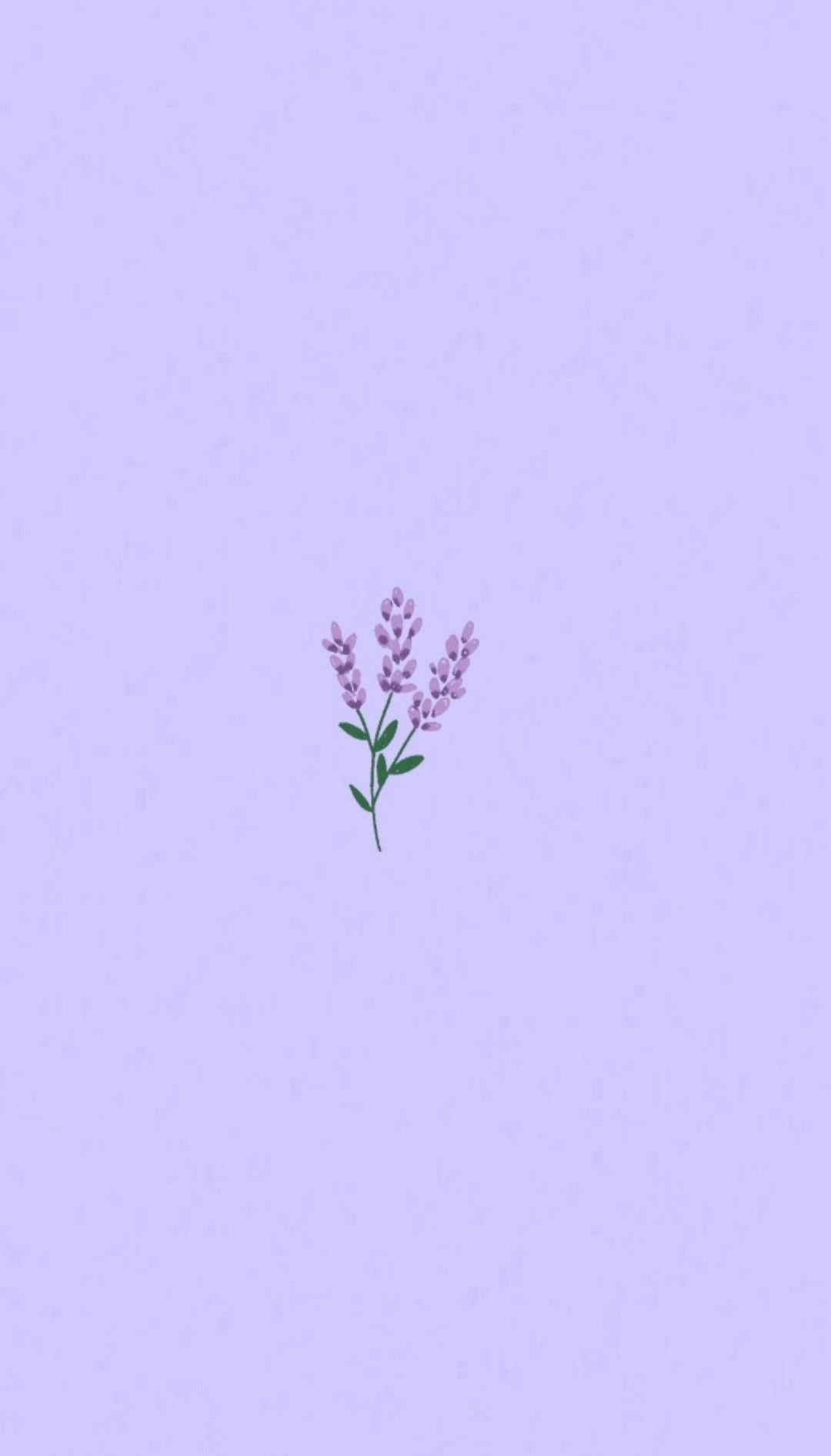 Lavandă mov deschis cu flori violet Fundal