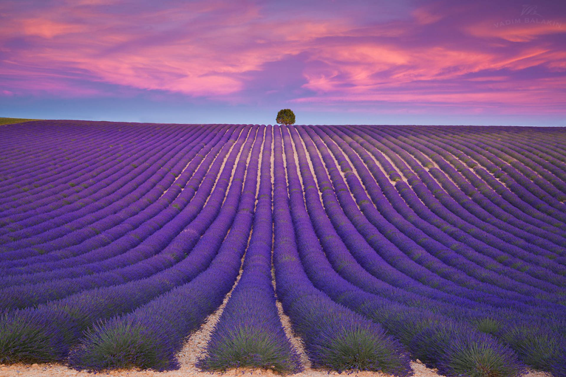 Lavender Aesthetic Rânduri Ordinate și Ceruri Violet Fundal