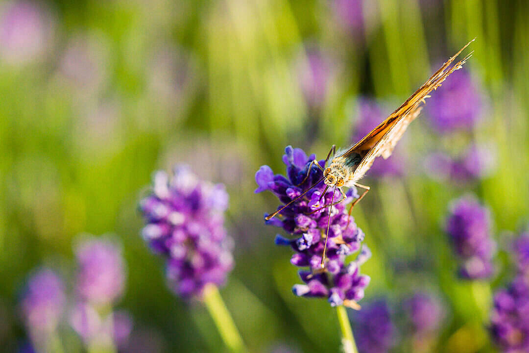 Lavender cu fluturi estetici Fundal