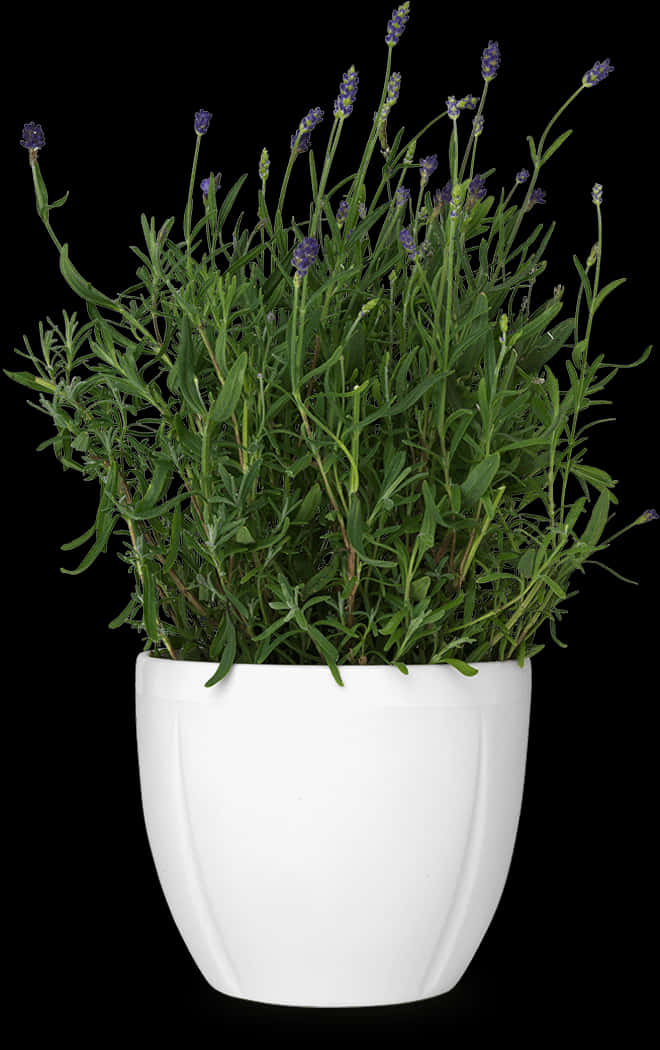 Lavender în ghiveci alb pe fundal negru Fundal