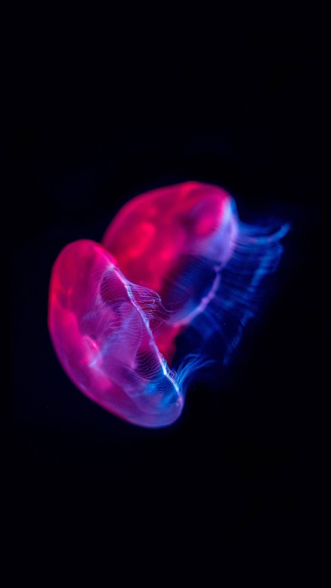 Legendă: Majestică Meduza Magenta în Display OLED Fundal