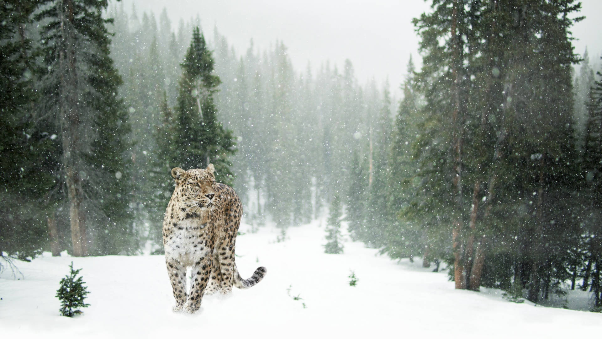 Leopard de zăpadă în estetică de iarnă Fundal