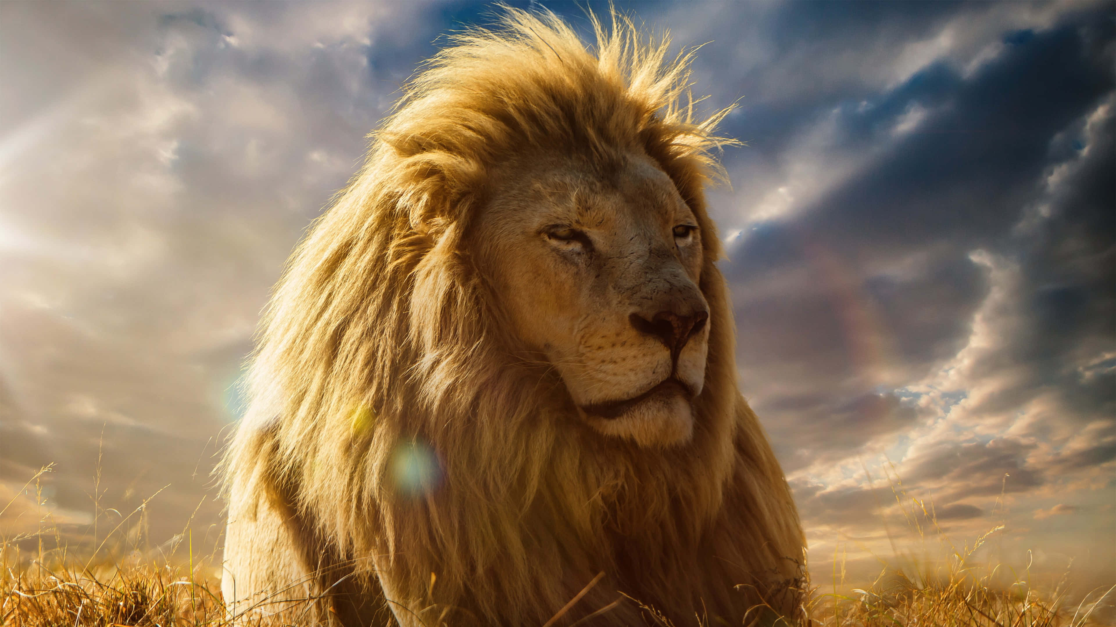 Leu masculin mândru răcnind în savana africană Fundal