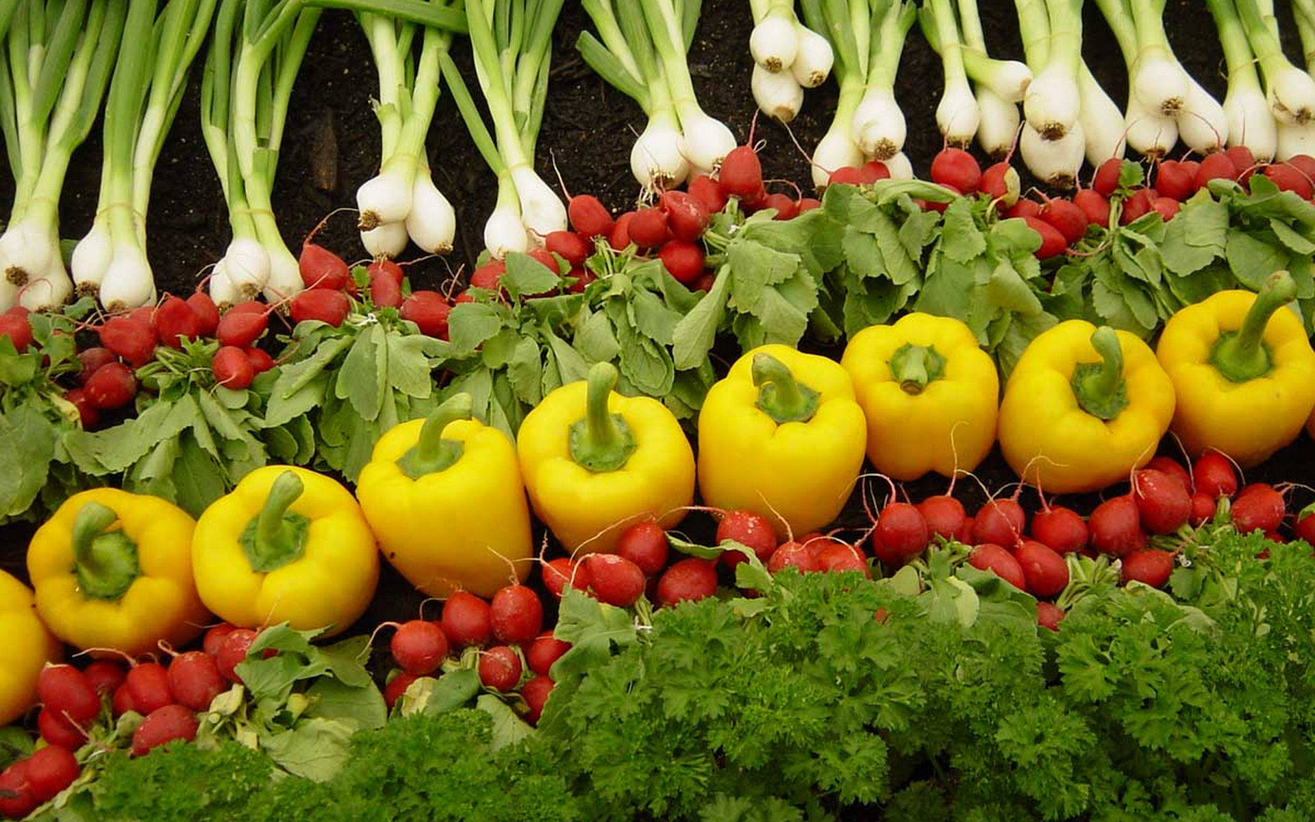 Linie de Legume pentru Salsa Fundal
