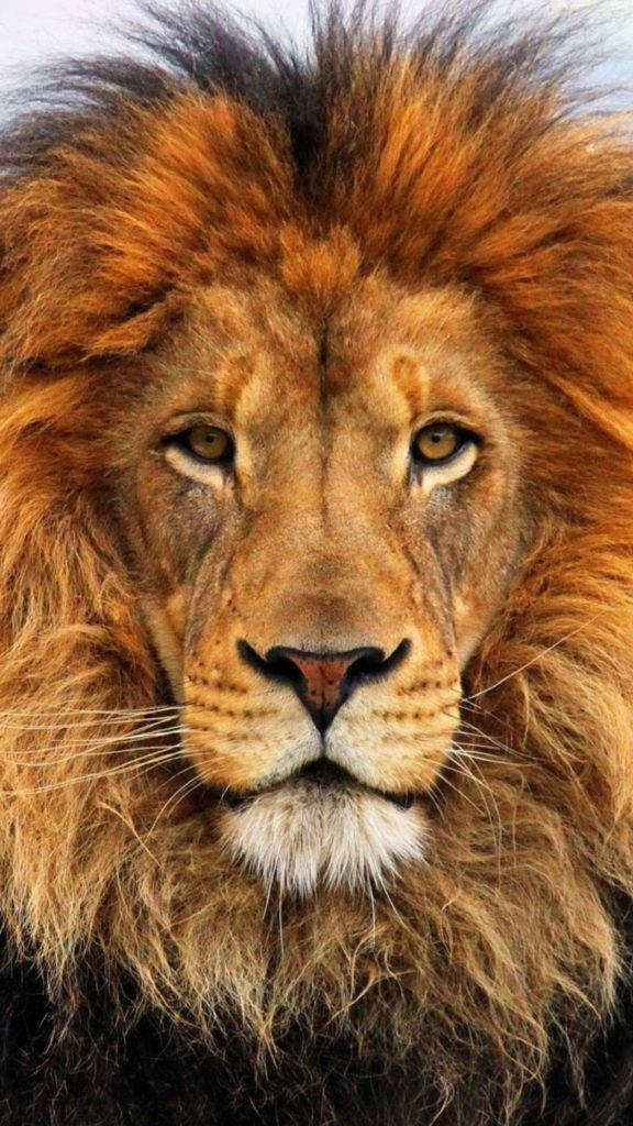 Lion iPhone 6 Fundal