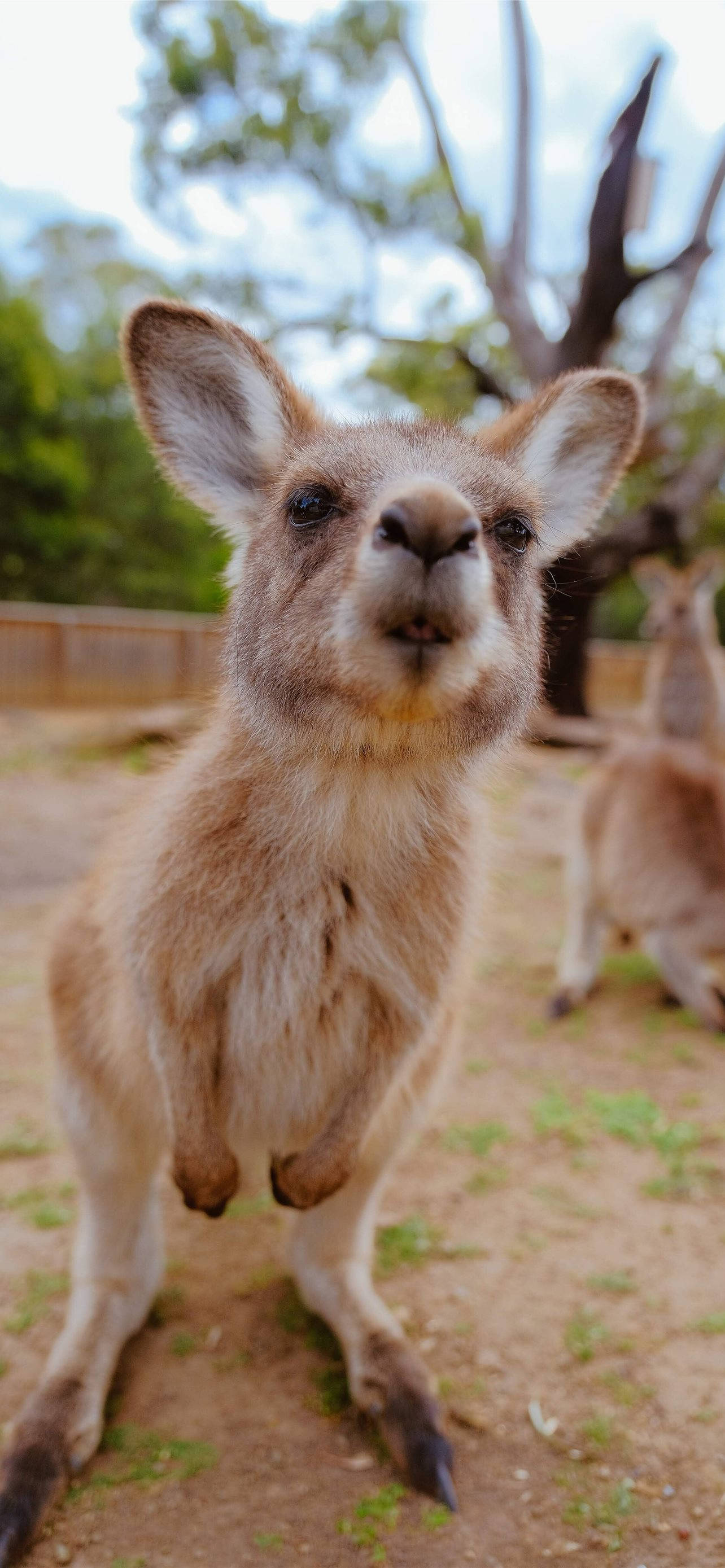 Little Joey Kangaroo Fundal