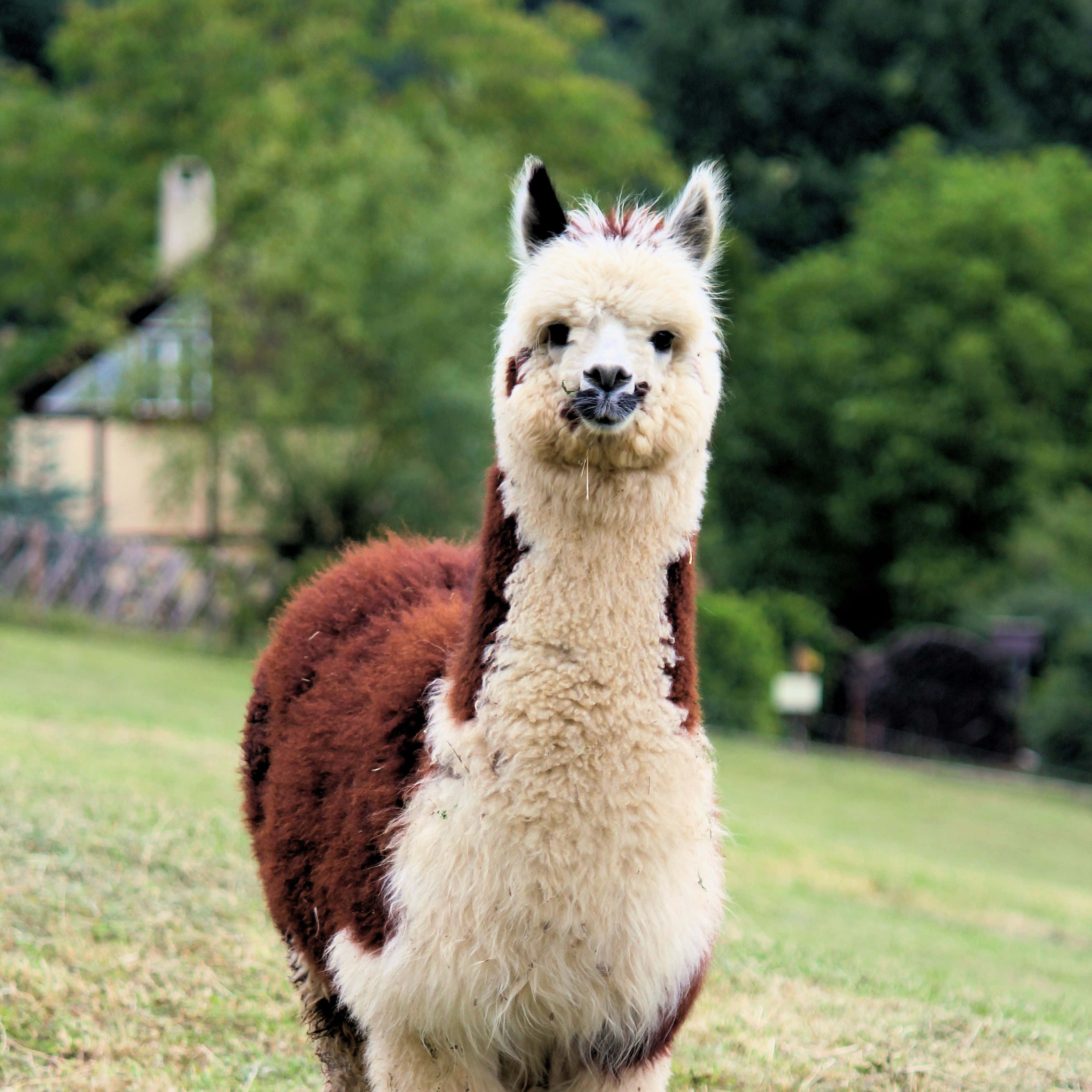 Llama curioasă în câmp.JPG Fundal
