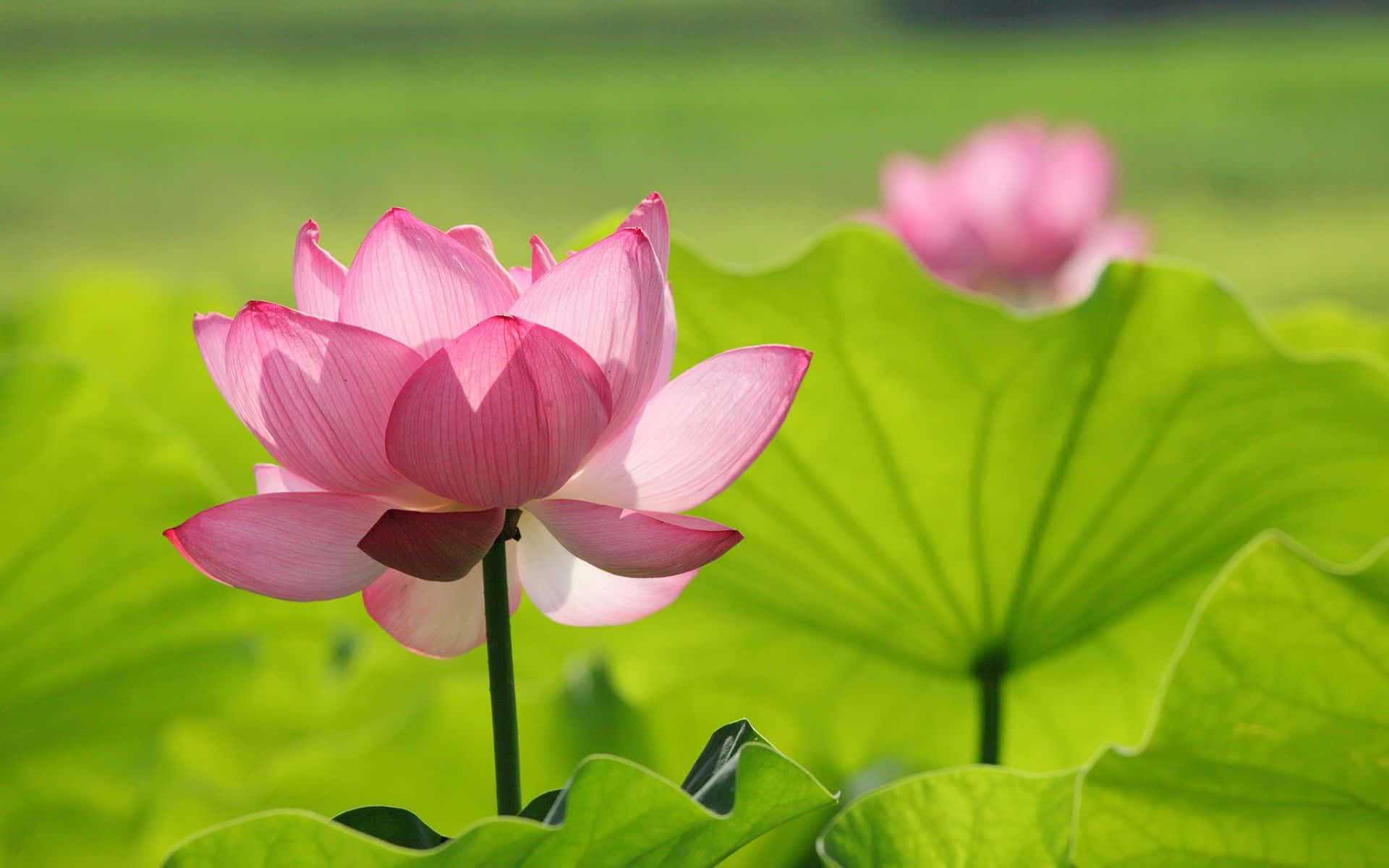 Lotus fermecător înflorind pe un iaz liniștit Fundal
