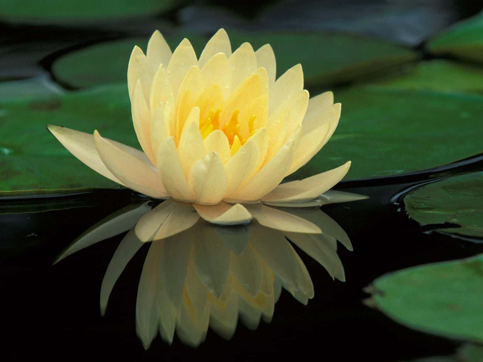 Lotus înflorit într-un iaz liniștit Fundal