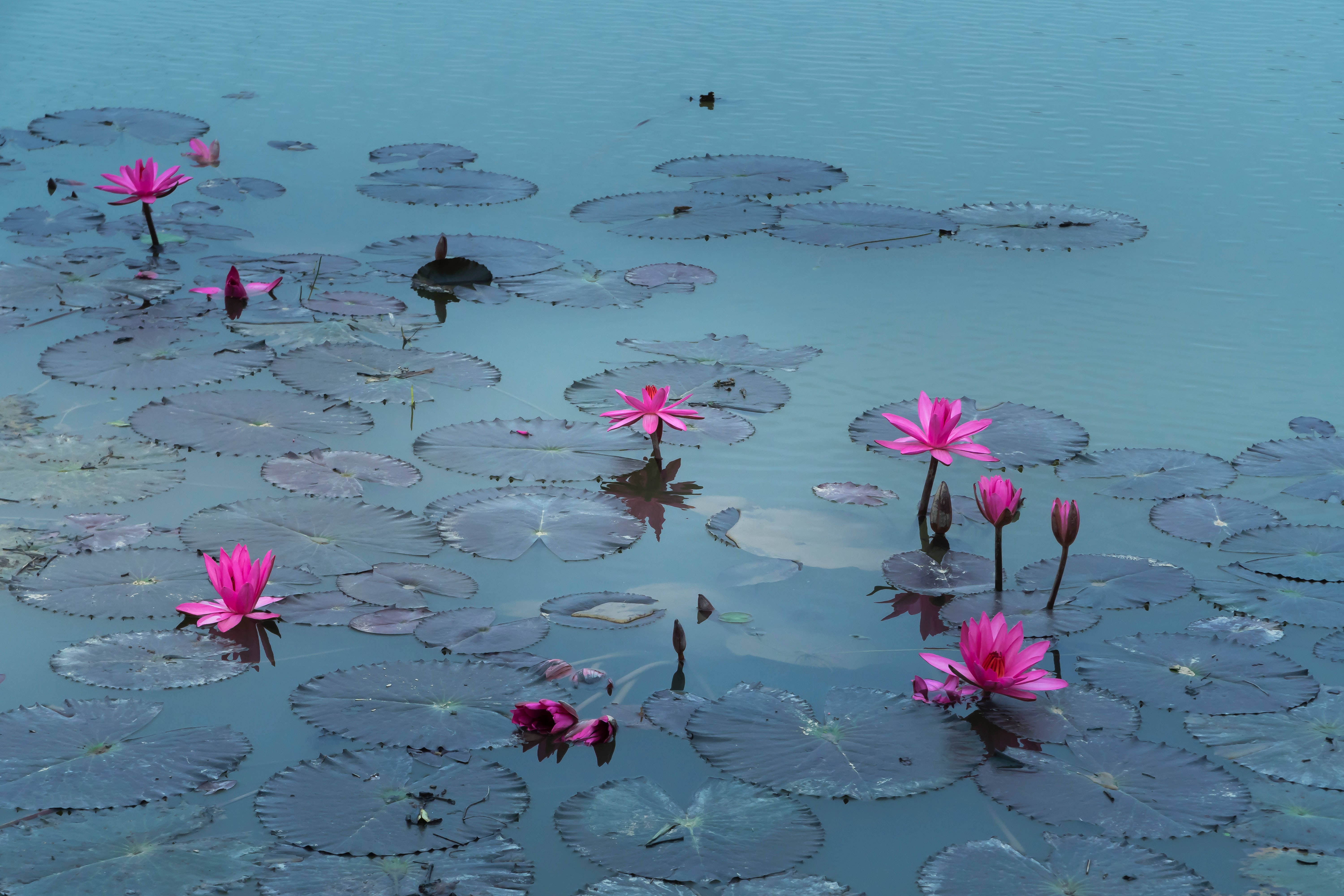 Lotus înflorit pe lac Fundal