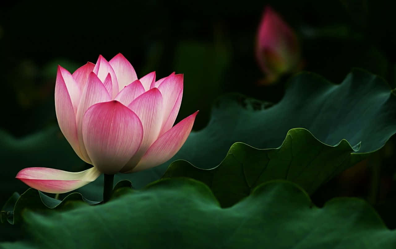 Lotus înflorit senin pe ape liniștite Fundal
