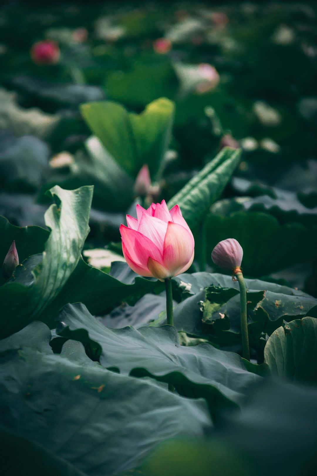 Lotus senin înflorind într-un iaz liniștit Fundal