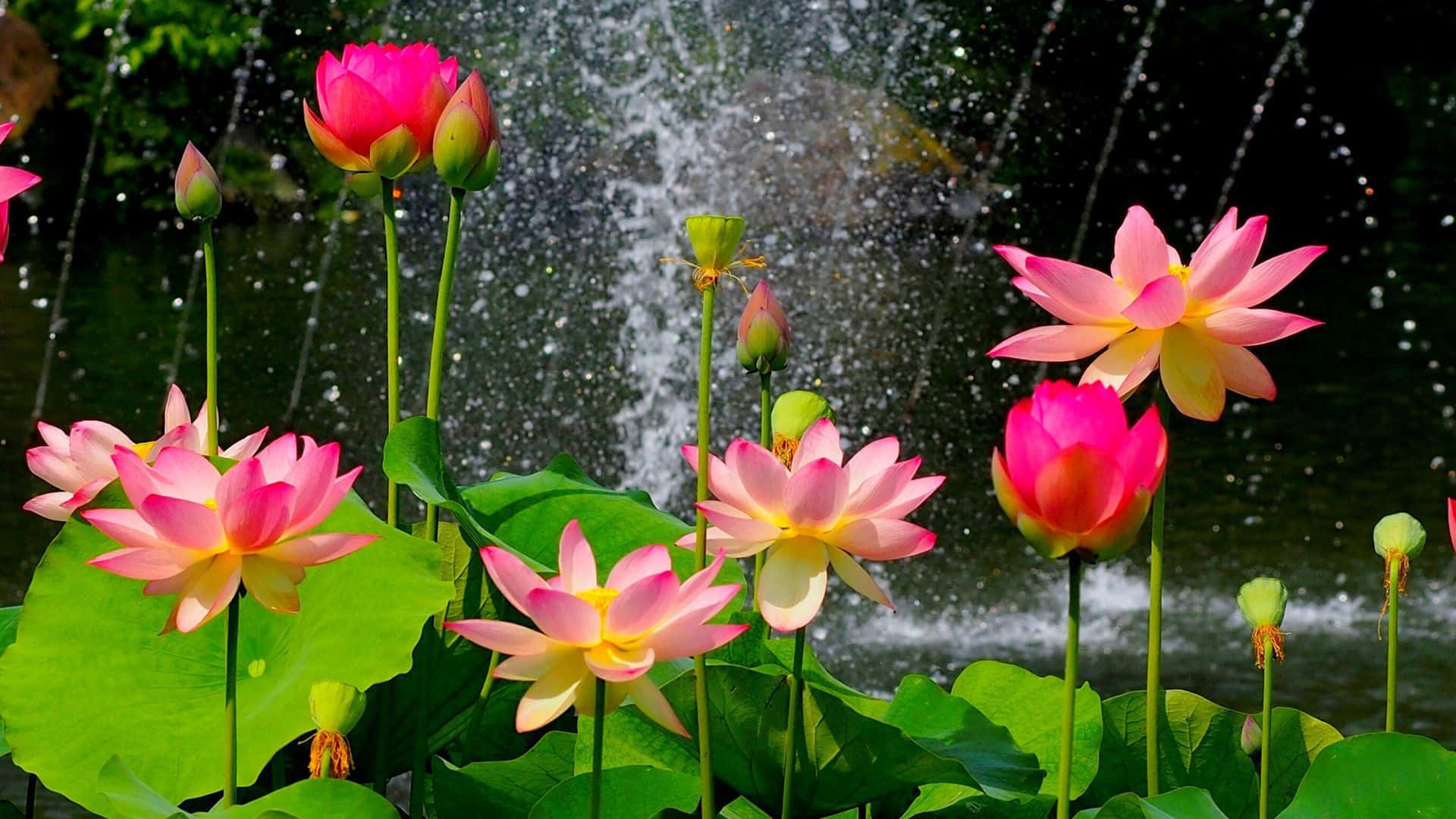 Lotus senin pe un lac linistit Fundal