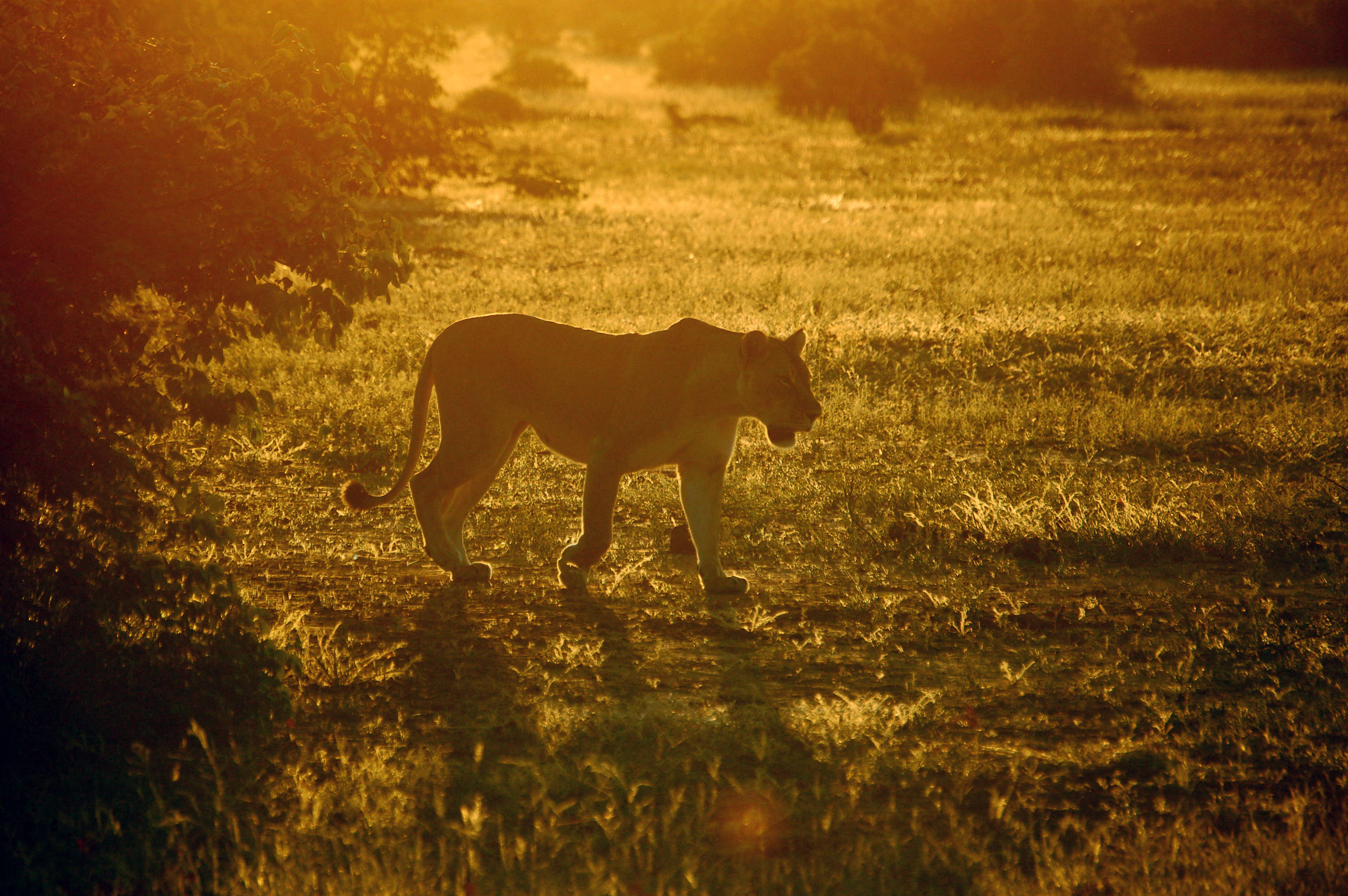 Luminoasă leoaică în Botswana Fundal