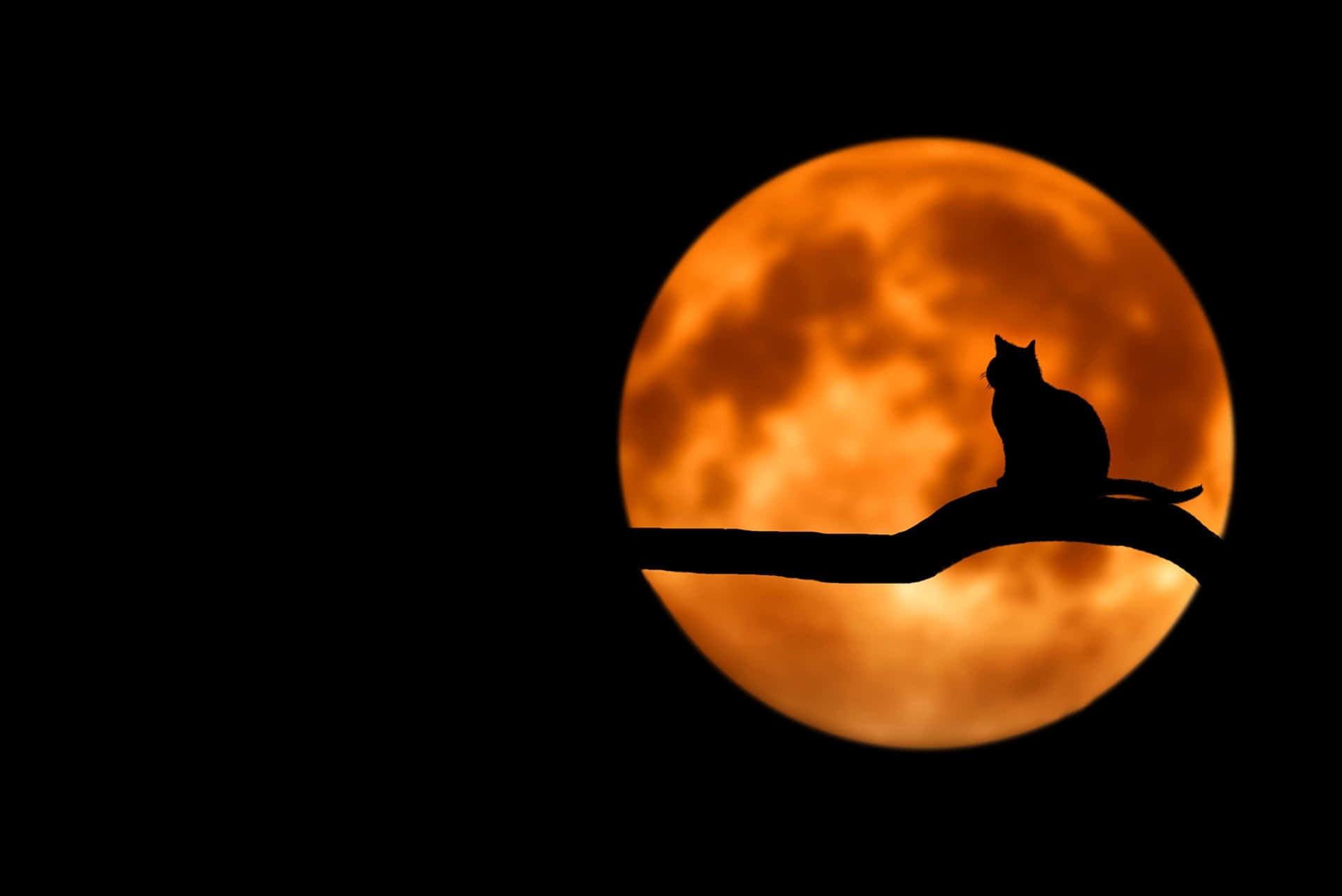 Luna și pisica Fundal