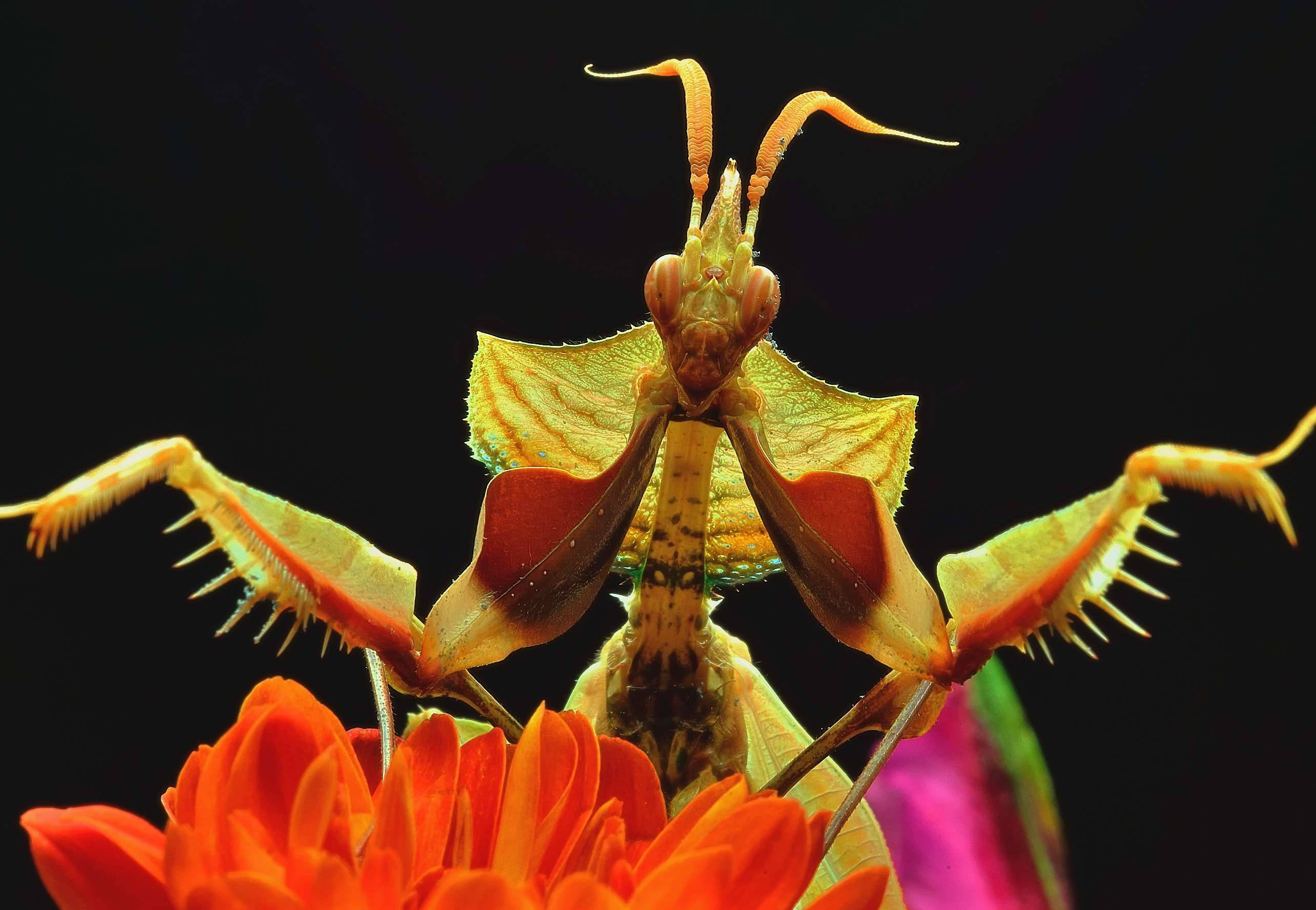 Macro Estetică Mantis Religioasă Fundal