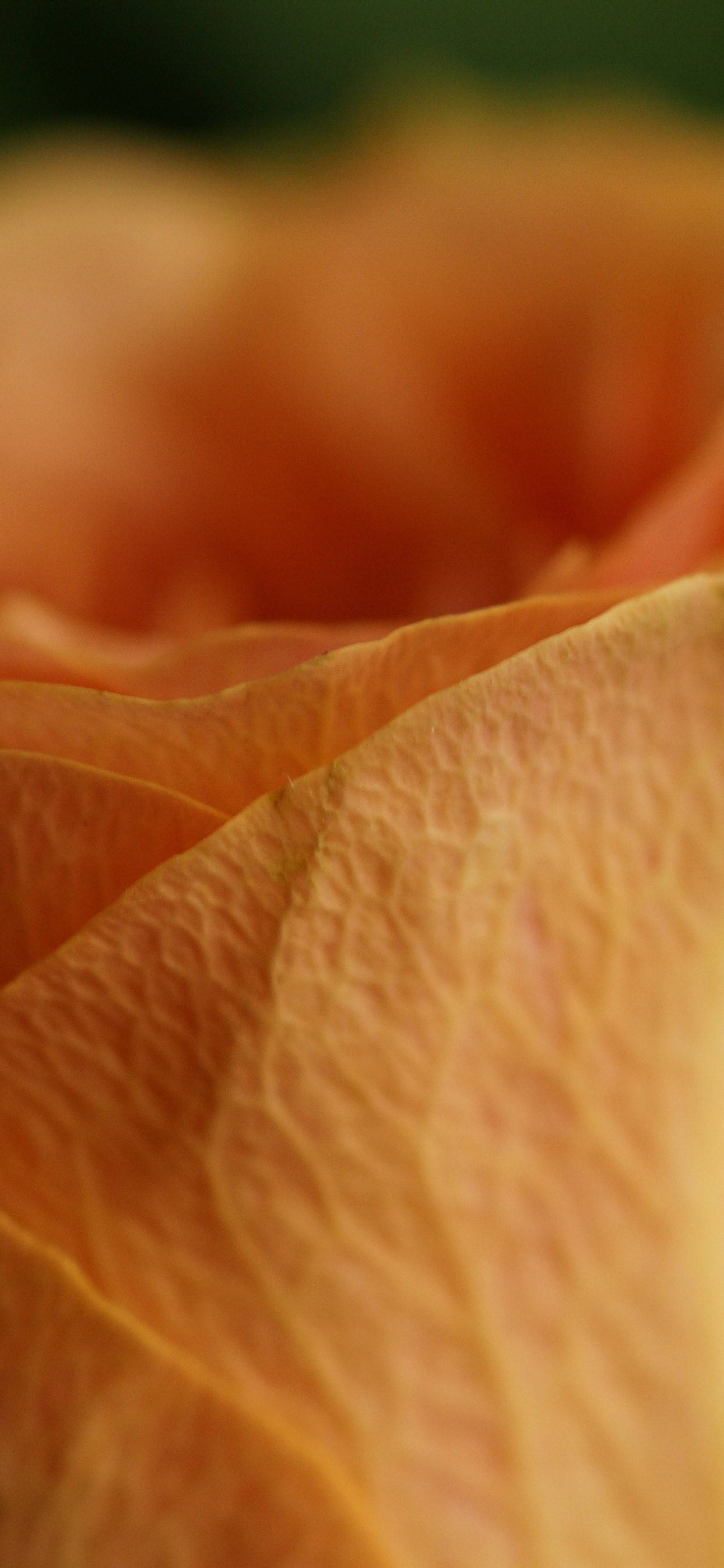 Macro Petală de Trandafir Portocaliu Fundal