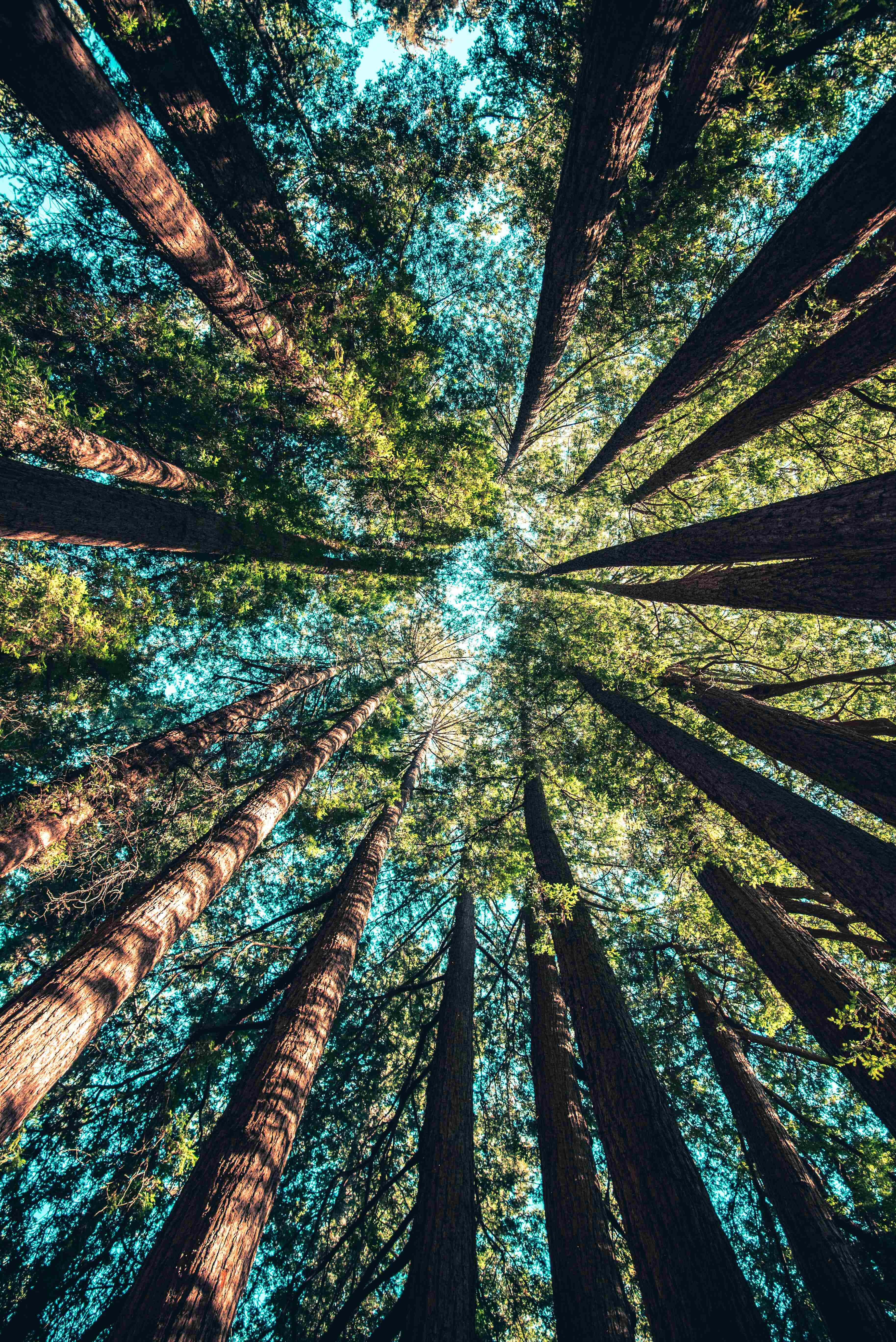Magnificent Redwood Forest iPhone Background Fundal