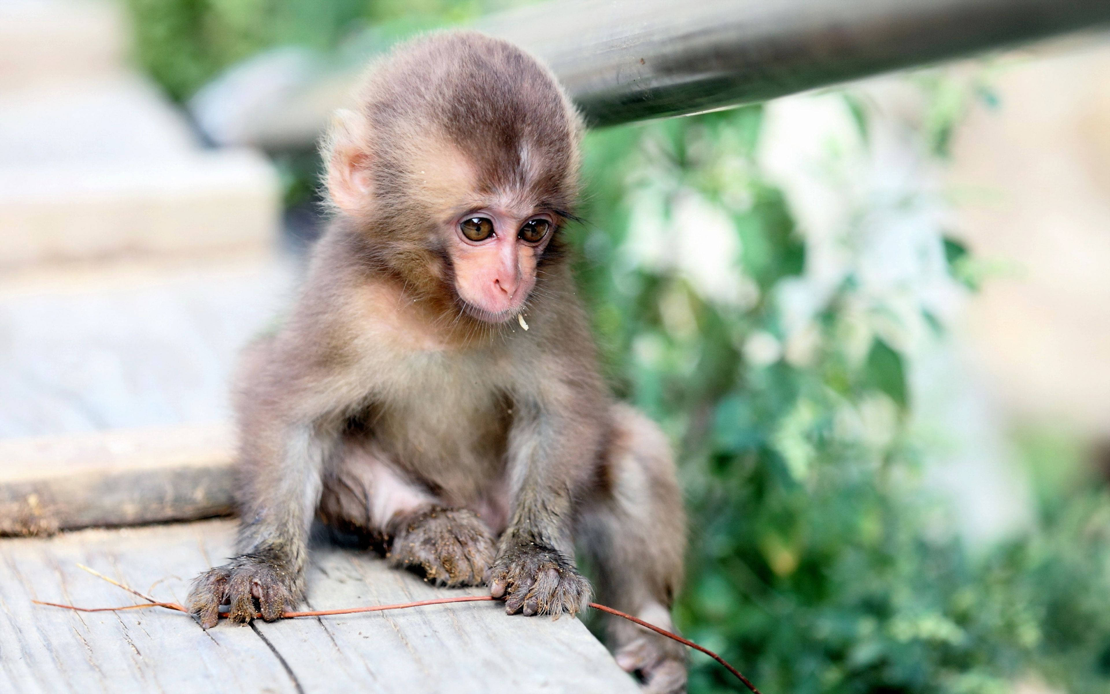 Maimuță bebeluș adorabilă în habitatul său natural Fundal