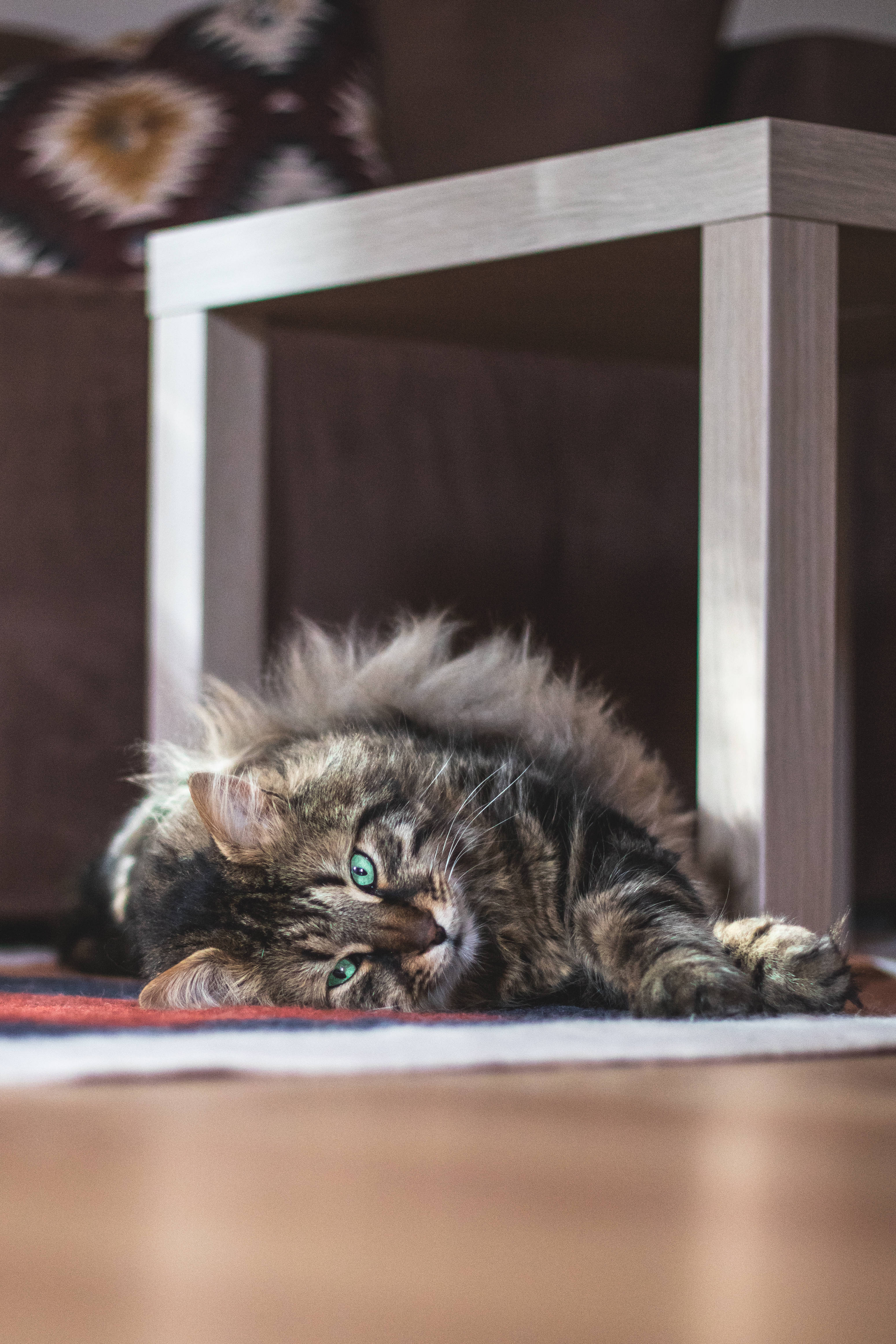 Maine Coon jucăuș, întruchipând estetica pisicilor drăguțe. Fundal