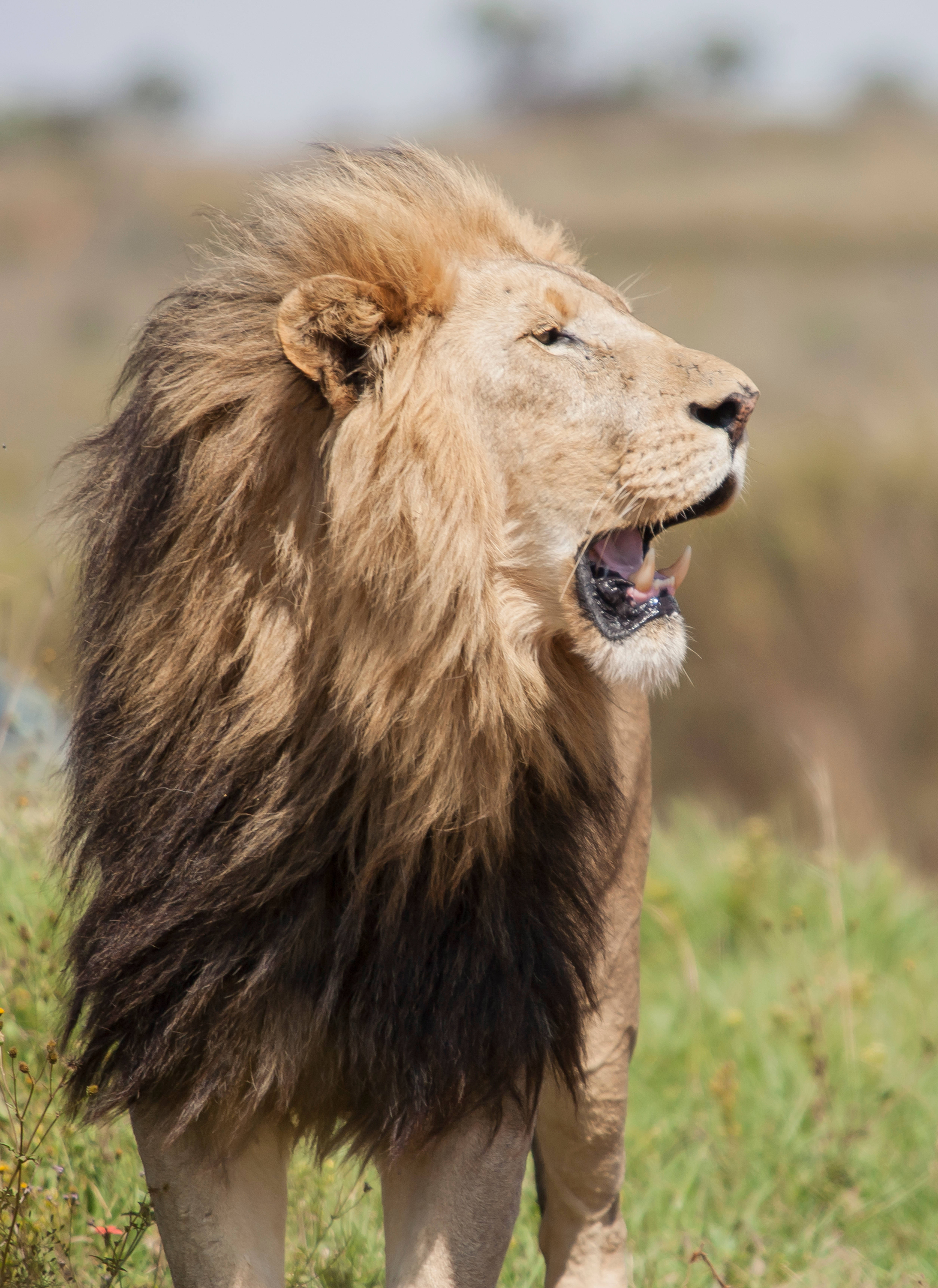 Majestic African Lion at Sunset Fundal