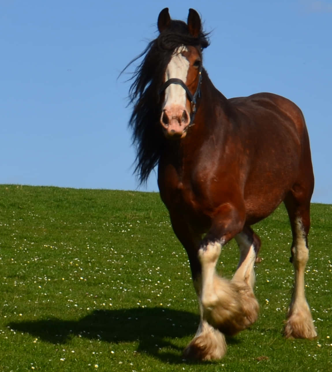 Majestic Cal Clydesdale Stând într-un Câmp Fundal