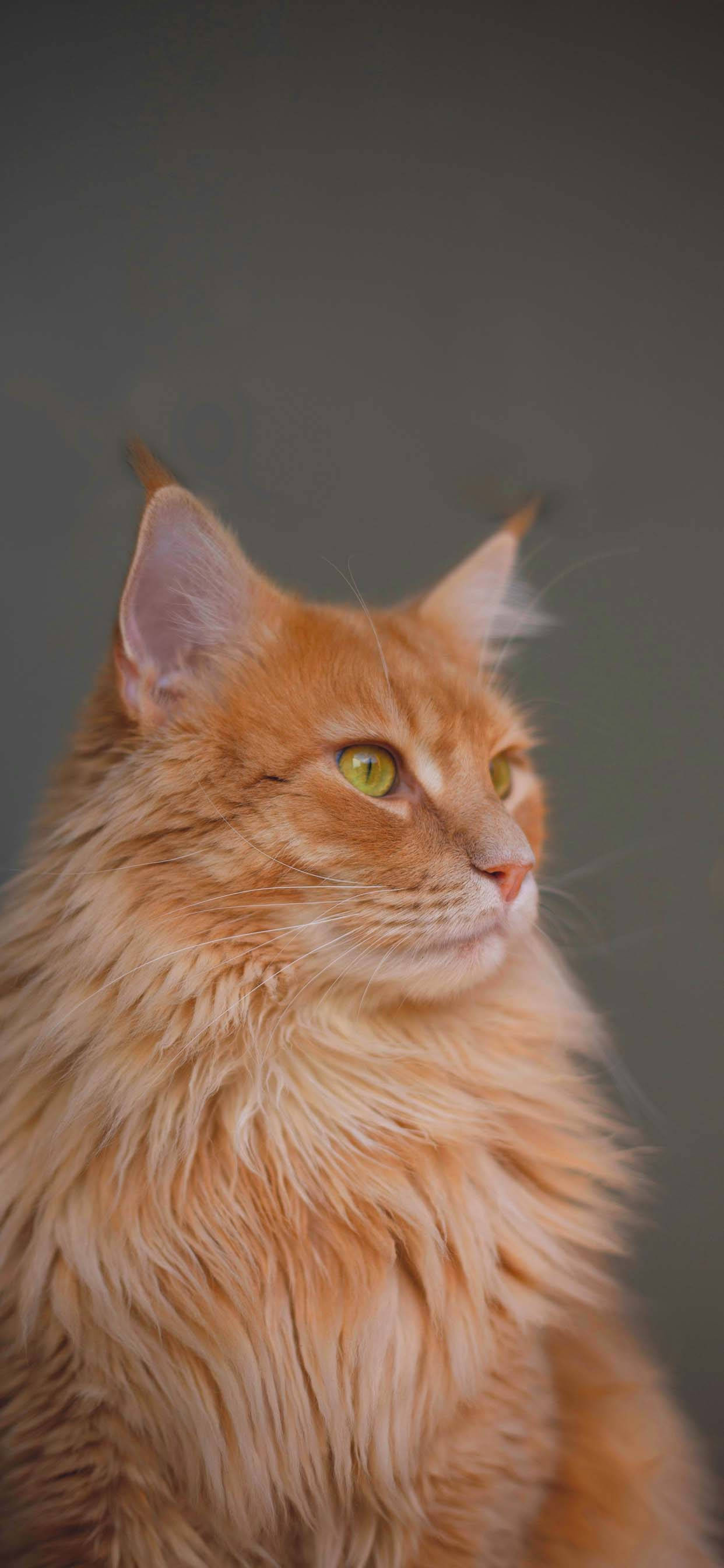 Majestic Cute Cat Love Fundal