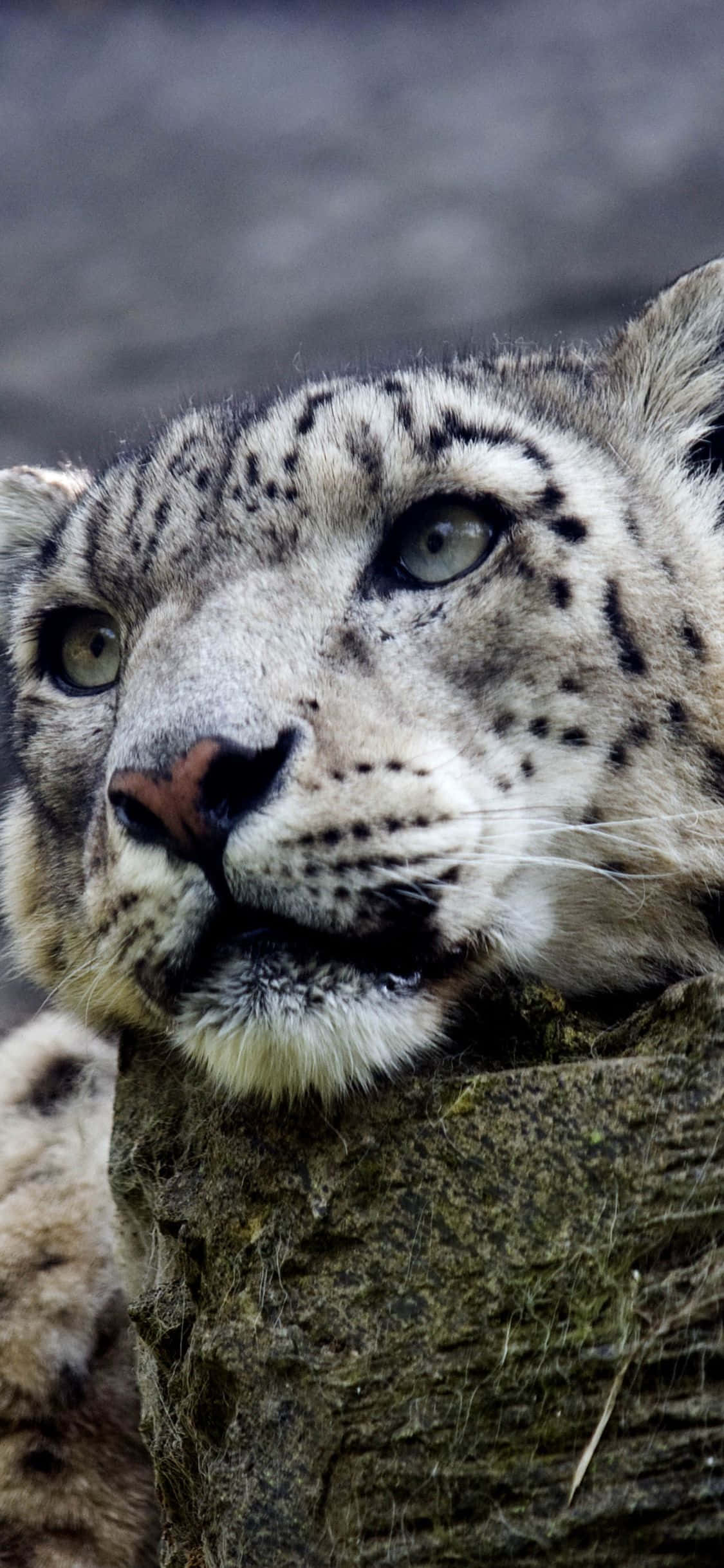 Majestuos leopard de zăpada pe fundalul unei zile reci de iarnă. Fundal