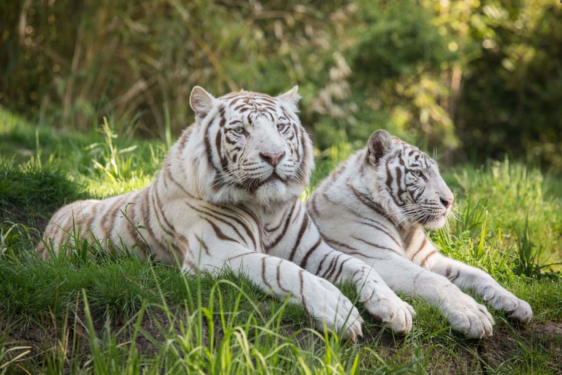 Majestuosul Tigru care Pândește în Pădure Fundal