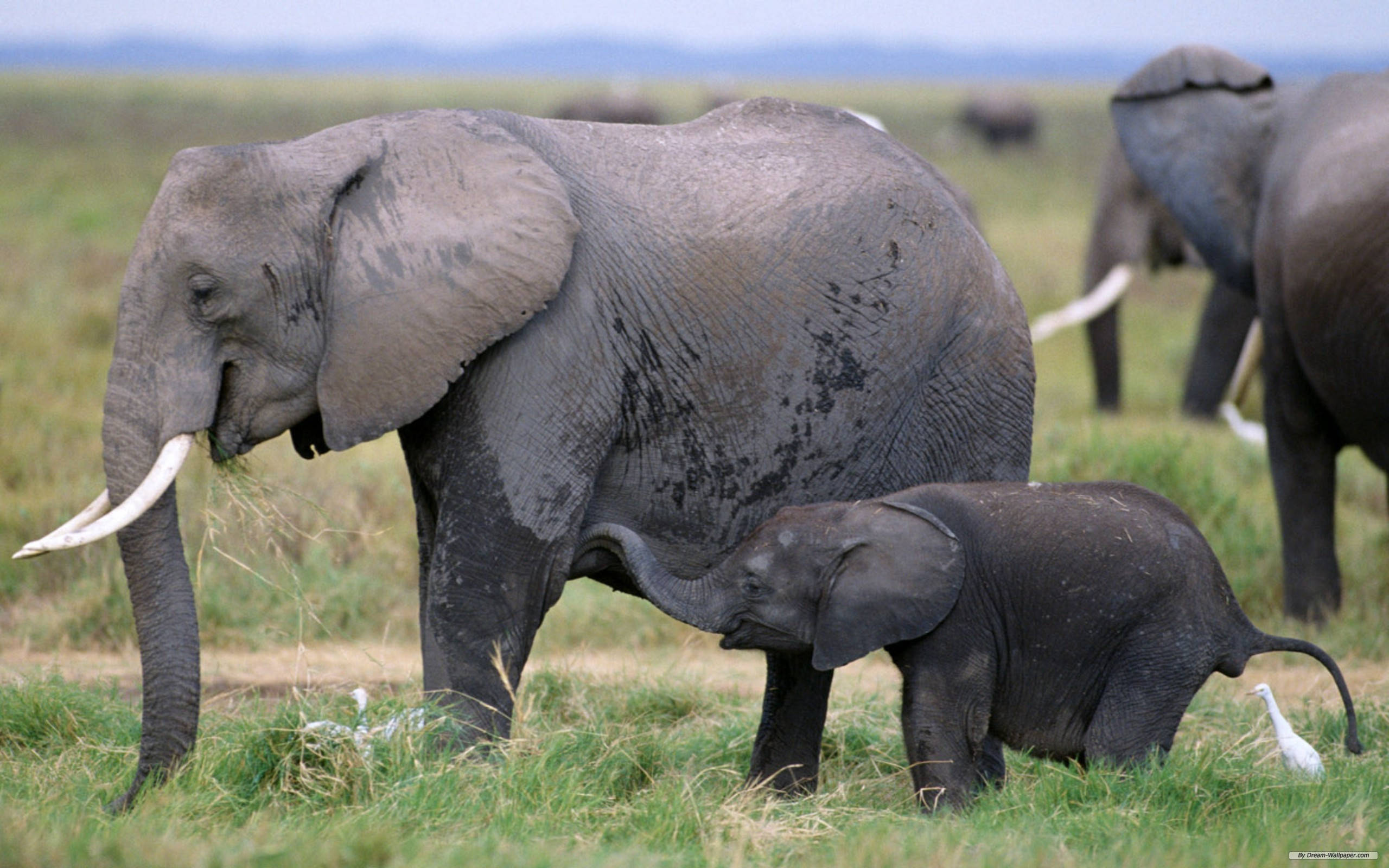 Mamă elefant african cu puiul ei Fundal