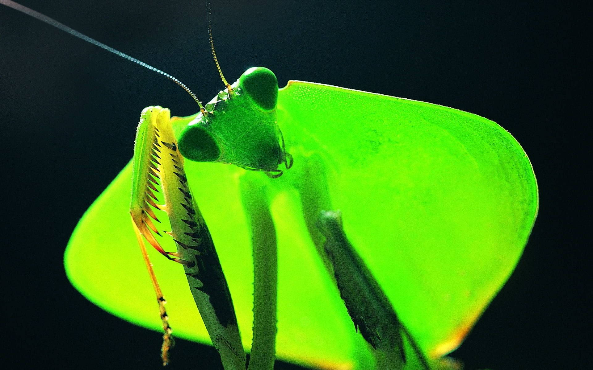 Mantis Religioasă Antenă Albastră Fundal