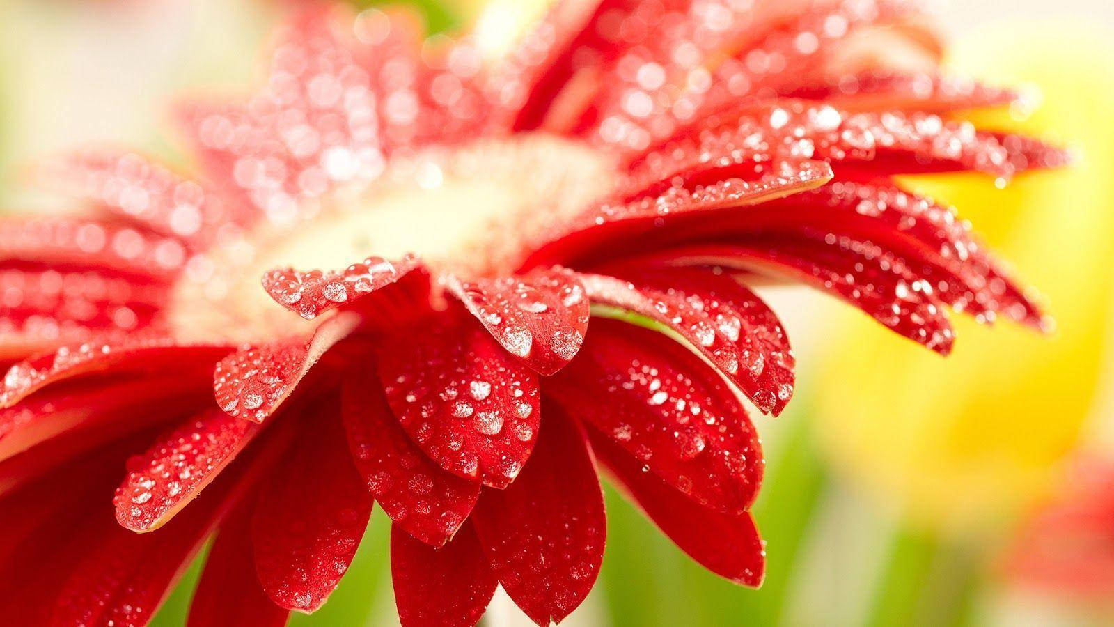 Margaretă Gerbera Roșie Drăguță pentru Desktop Fundal